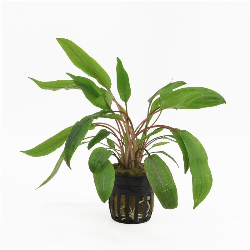 Cryptocoryne undulatus
