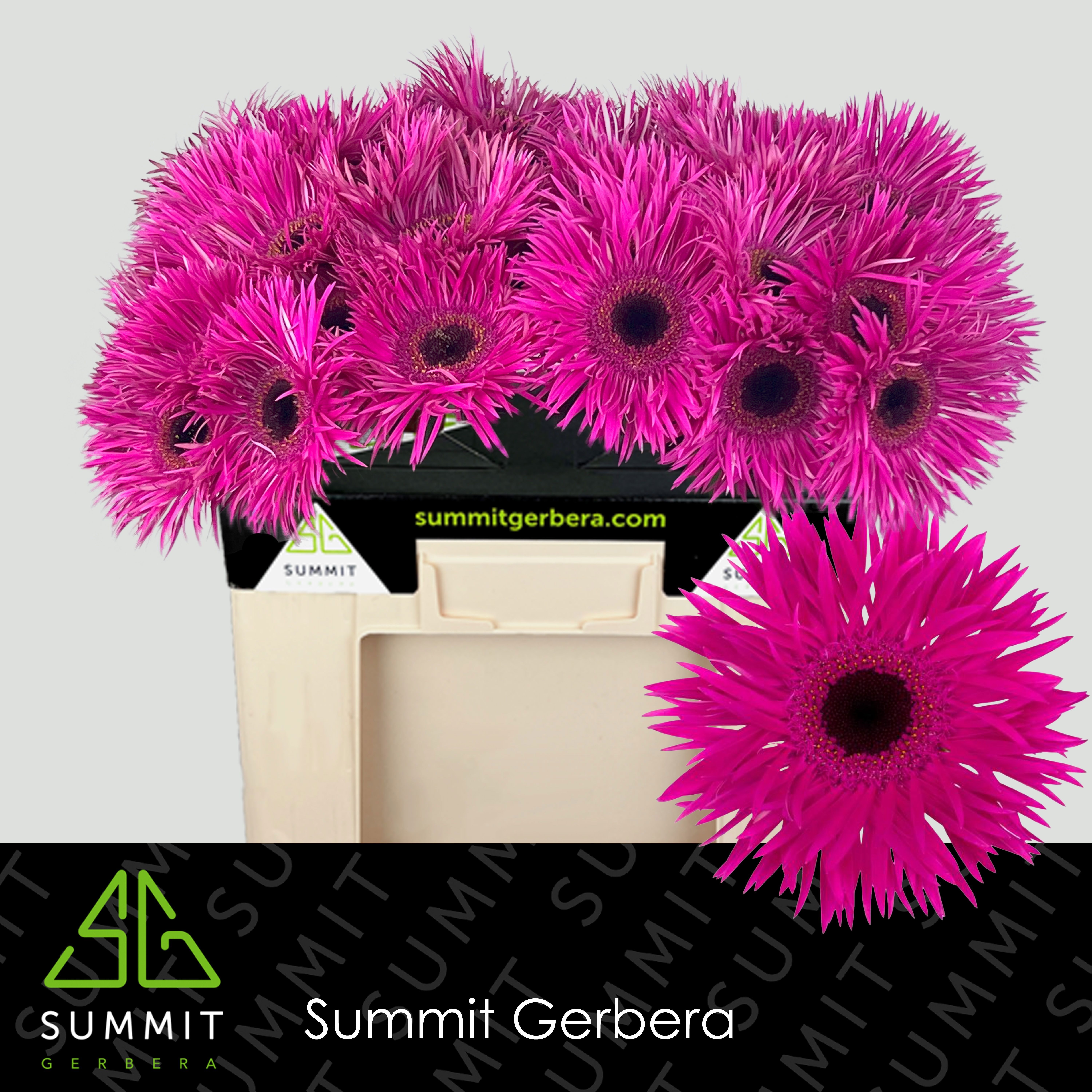 Gerbera Spider Nola 50cm 10Ø