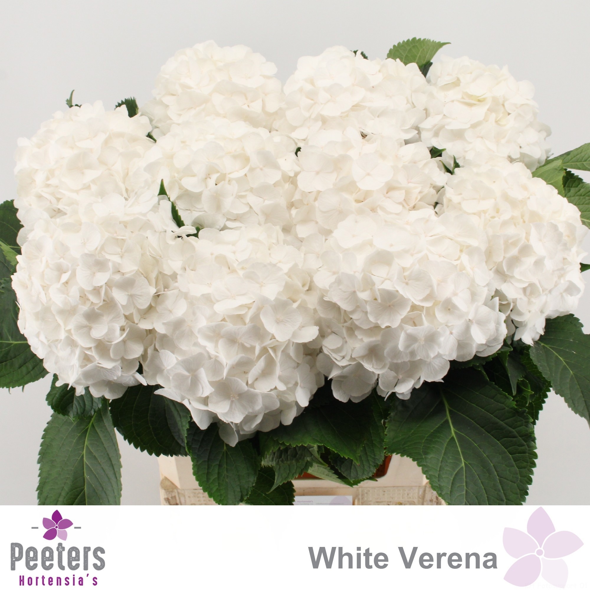 Hydrangea White Verena 80cm 21Ø