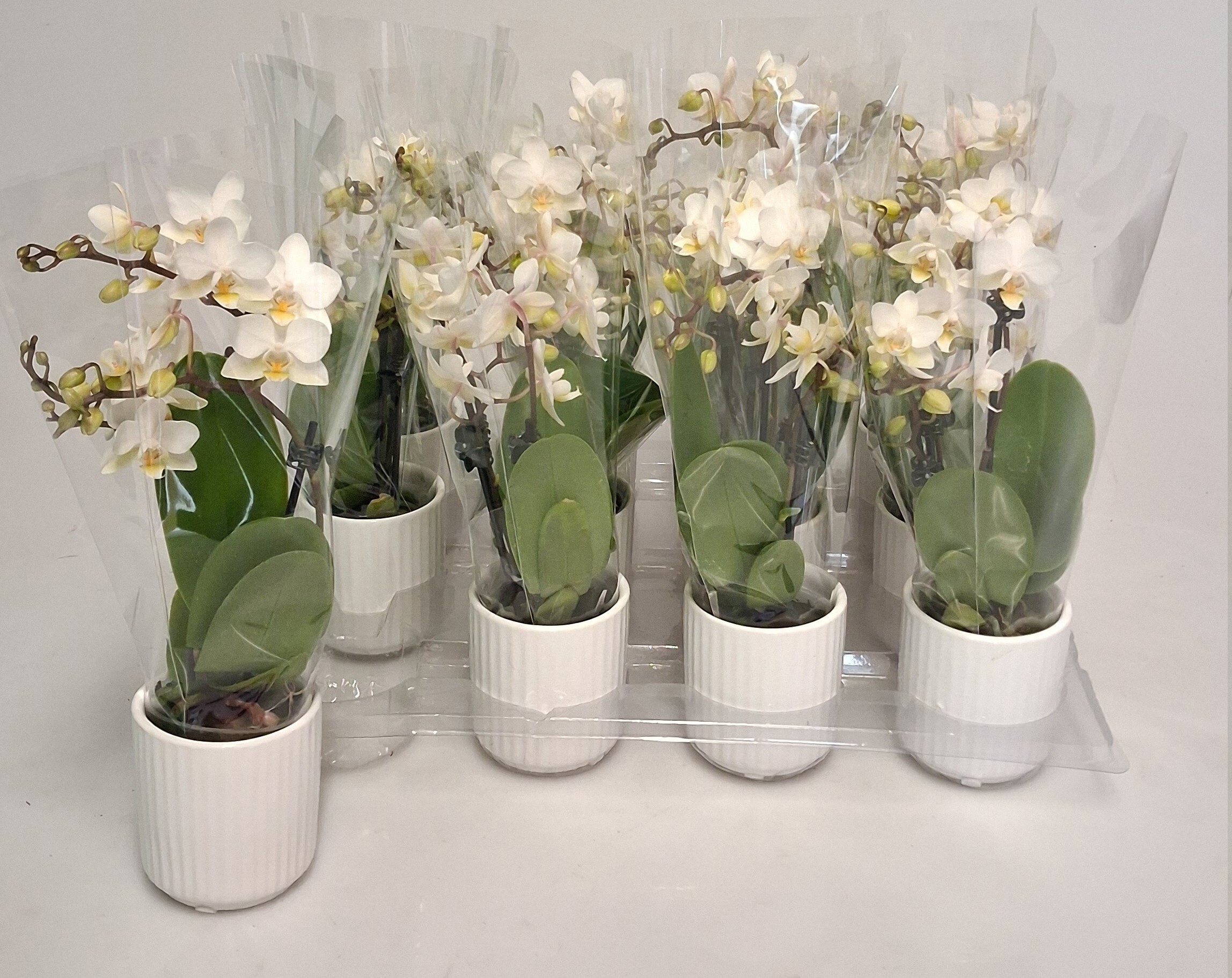 Phal Mini 6P 25H 3TAK 18bloem 23bloei