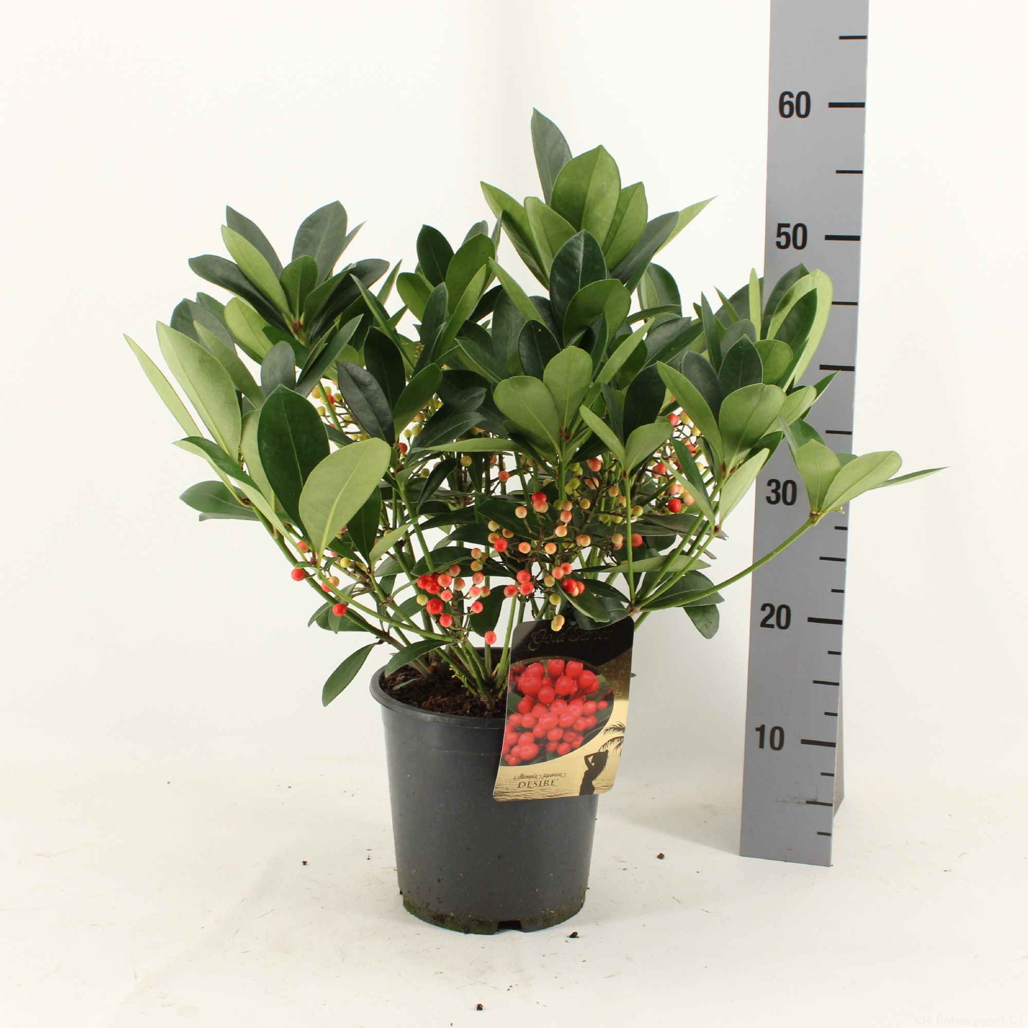 Picture of Skimmia japonica DESIRE ® met bes en bloem P19 50CM