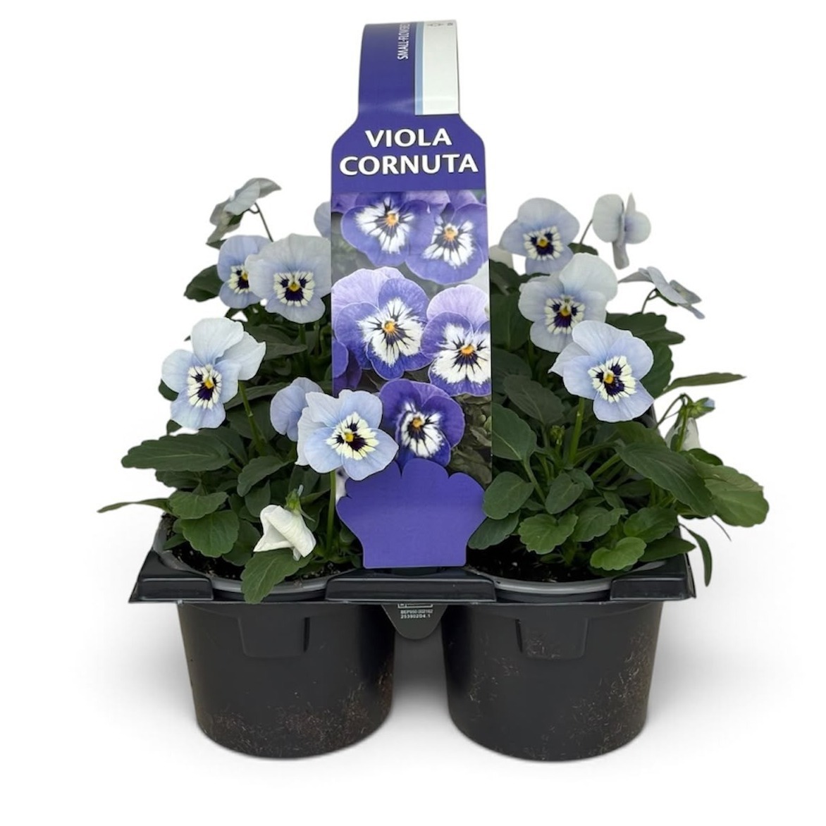 Viola Sixpack Viola Cornuta Marina