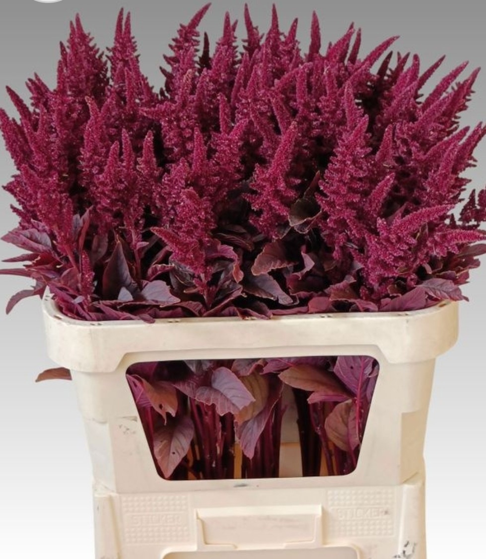 Amaranthus Upright Gruen Velvet 70cm