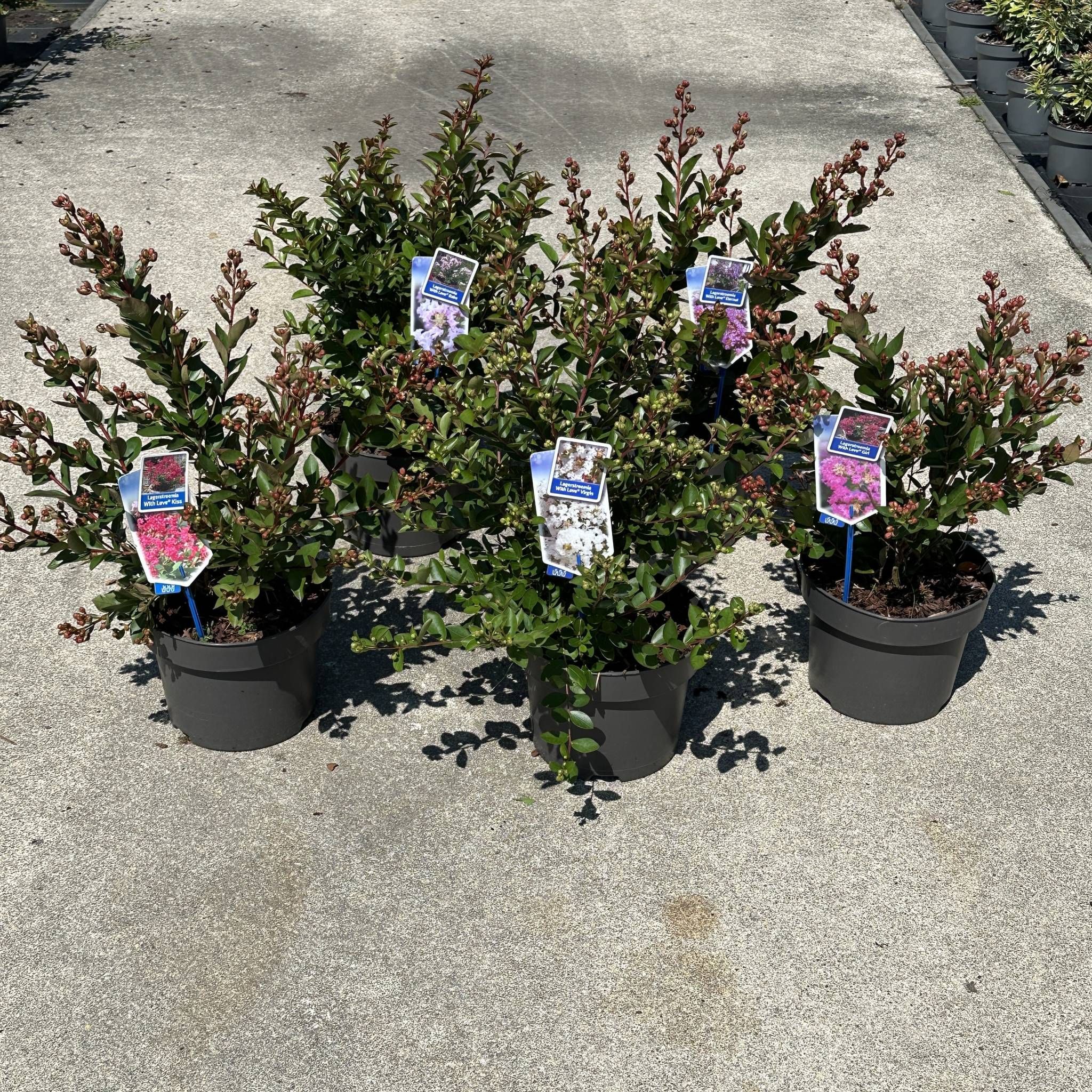 Picture of Lagerstroemia indica With Love mix (minimum order one layer)