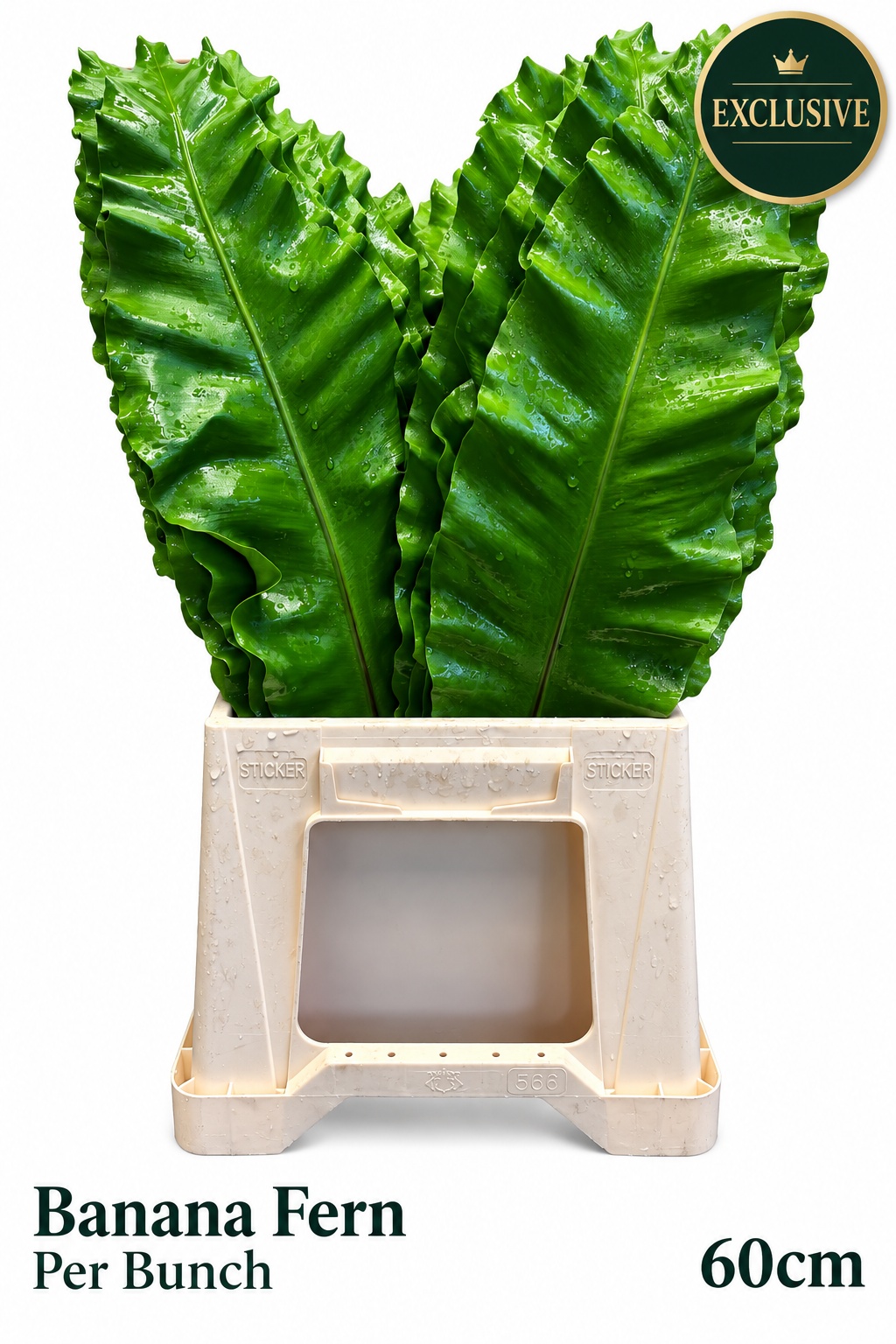 Decogroen Groot Blad 60L.cm