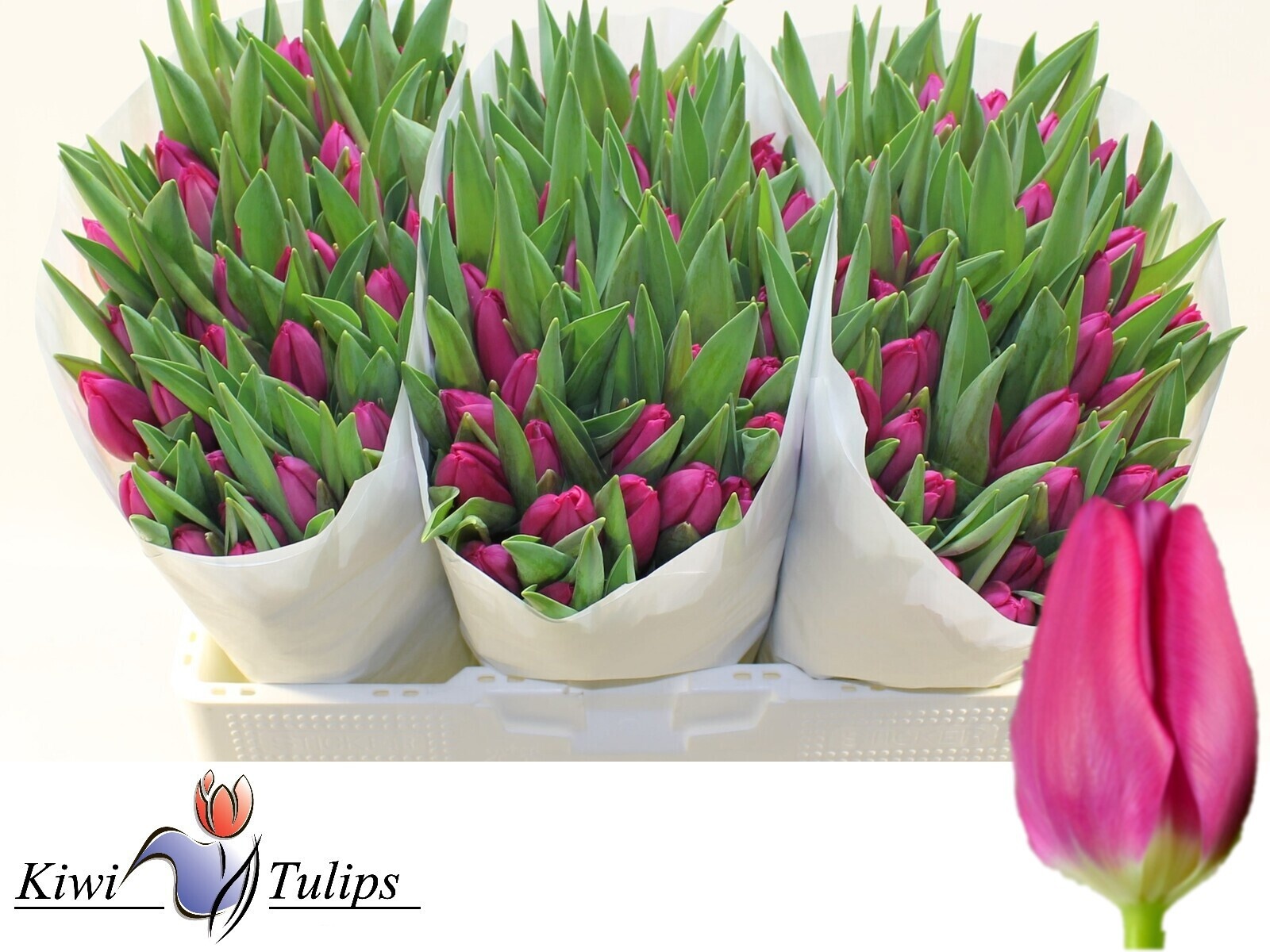 Tulipa Pink Ardour 40cm 30gram