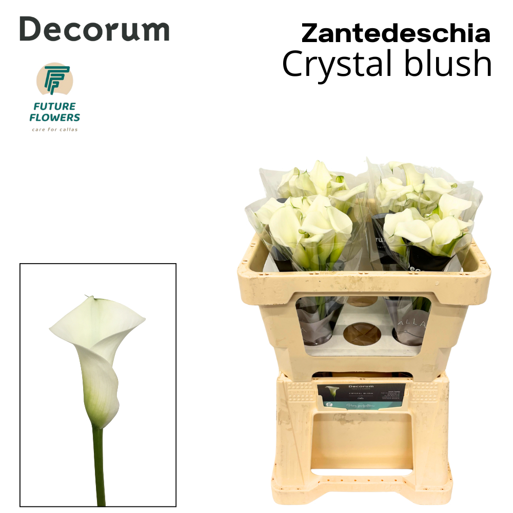 Zant Crystal Blush