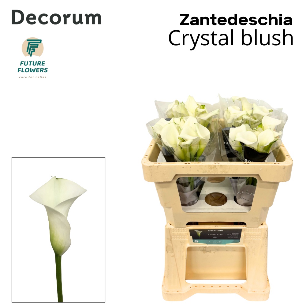 Zant Crystal Blush