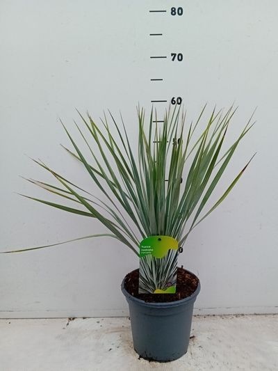 Yucca rostrata
