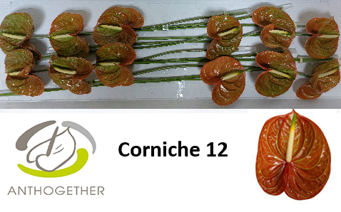 Anth A Corniche