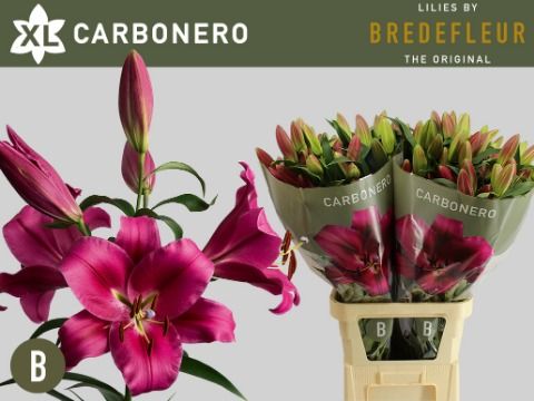 Li Ot Carbonero