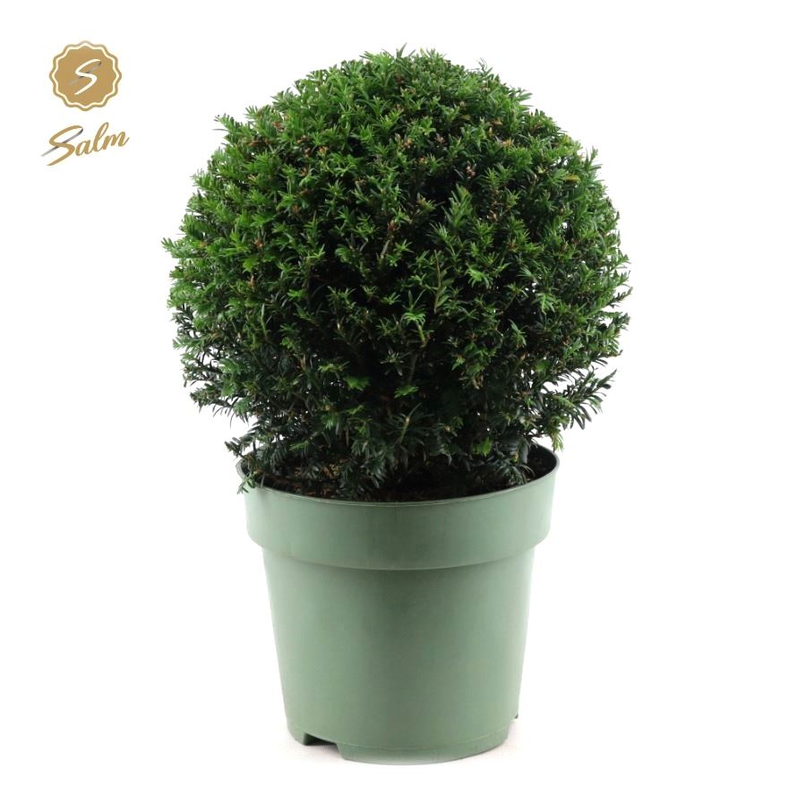 Picture of Taxus Collection Ball Ø32cm P24