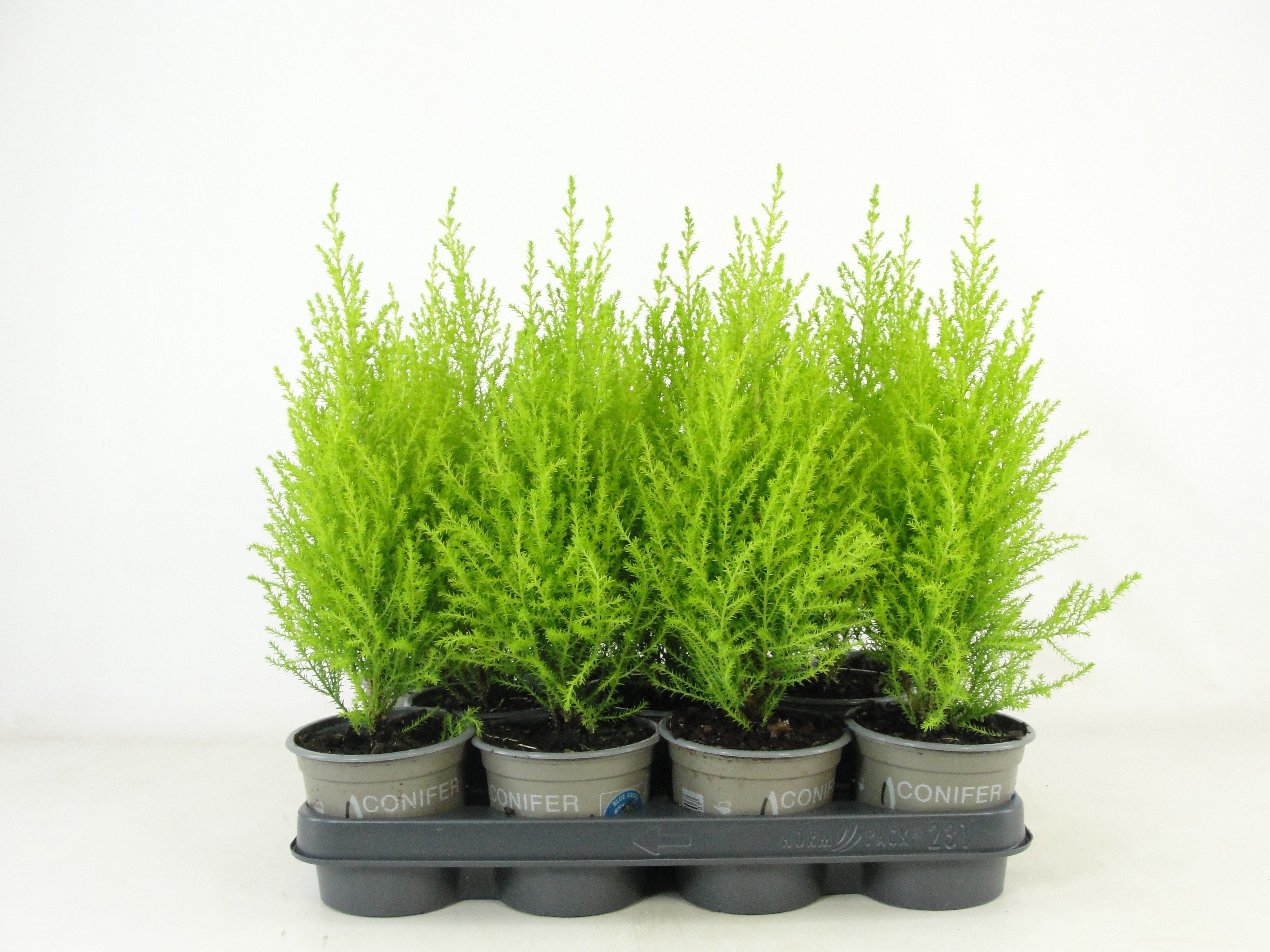 Cupressus macrocarpa 'Goldcrest Wilma'