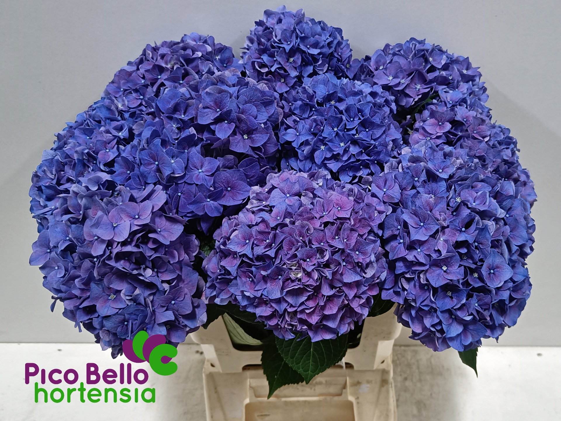 Hydrangea Rodeo Purple 60cm 16Ø