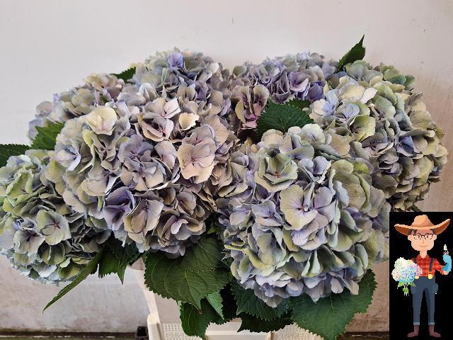 Hydrangea Elbtal Classic Pink 80cm 20Ø