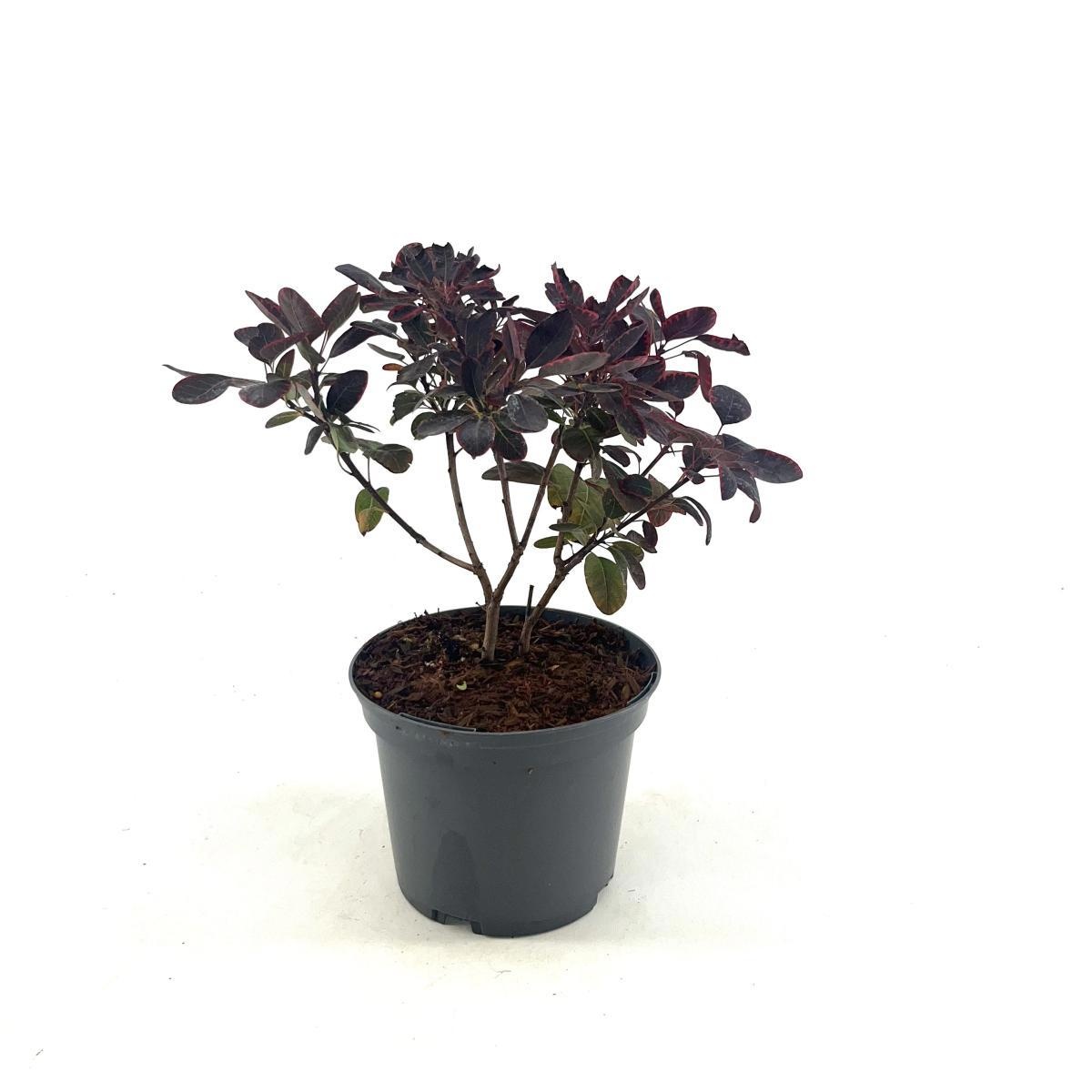 Coti Co Royal Purple