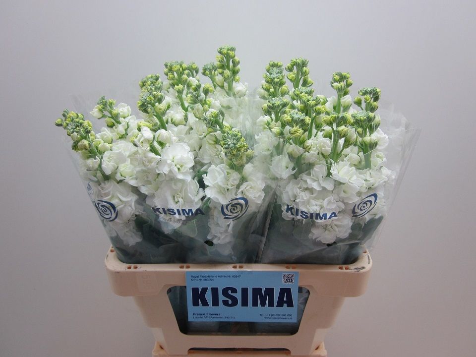 Matthiola Iron White 60cm