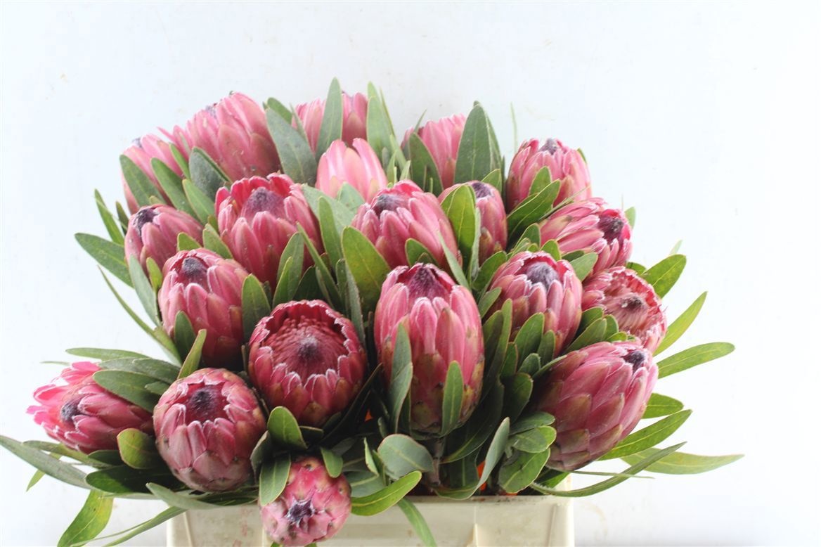 Protea Red Ice 40cm