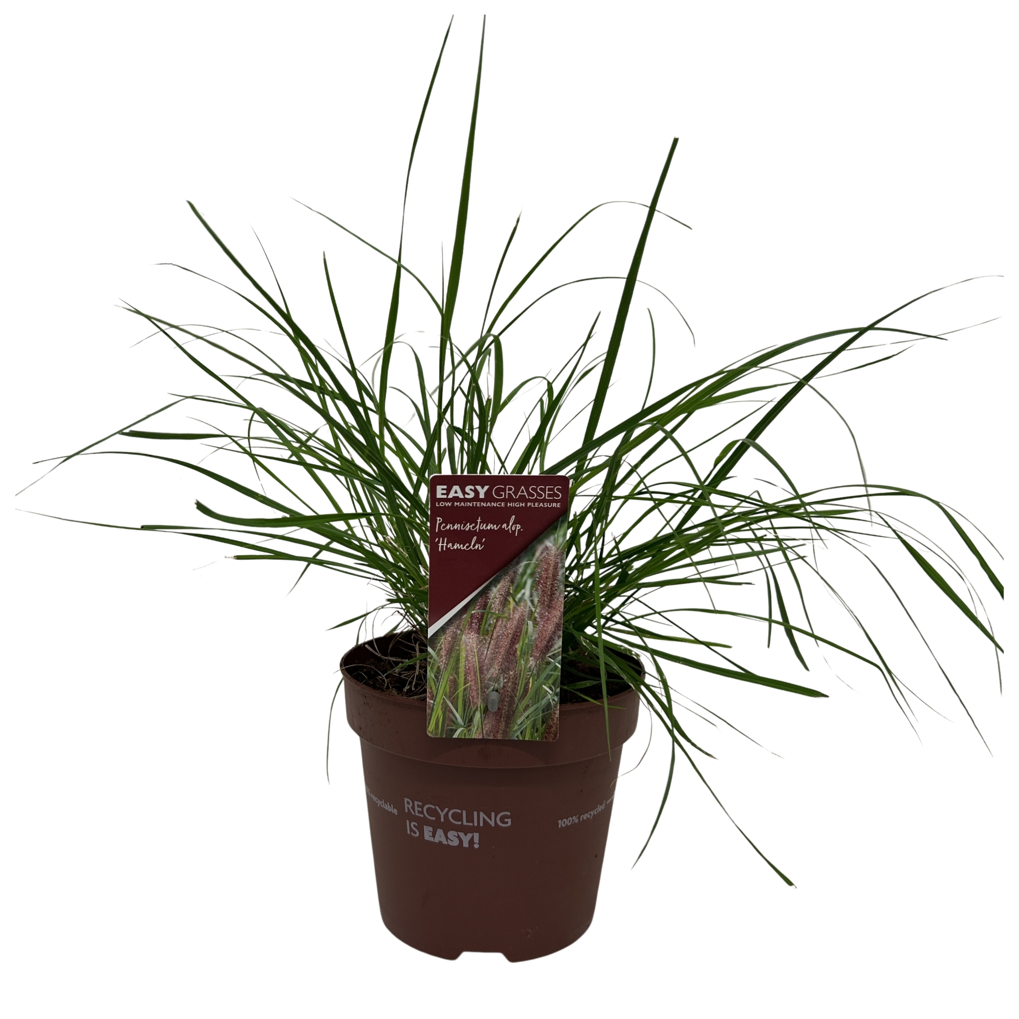 Picture of Pennisetum alop. Hameln