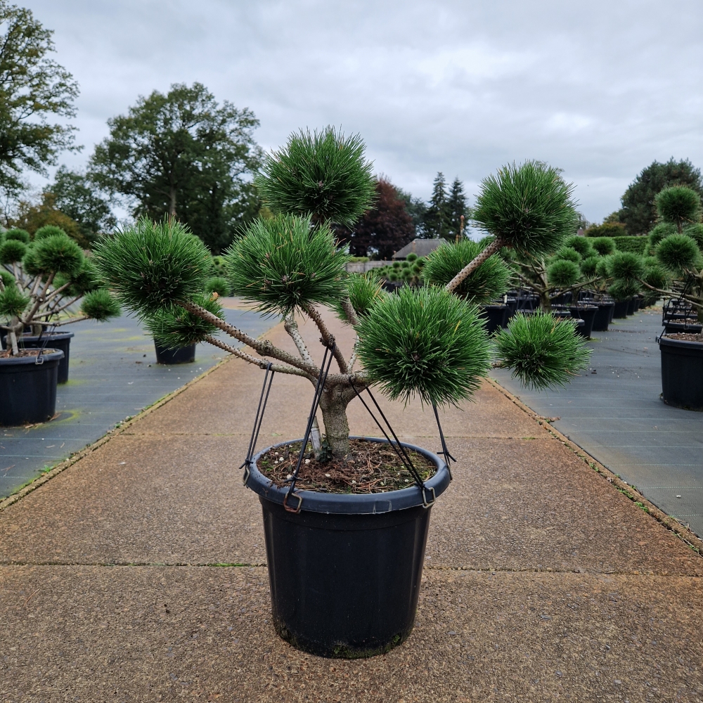 Picture of Pinus nigra Brepo C25 BONSAI-60/+ (LOOSE)