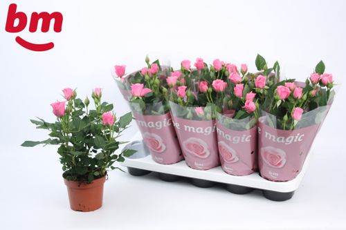 Rosa Dark Pink Beau Monde p12 BM