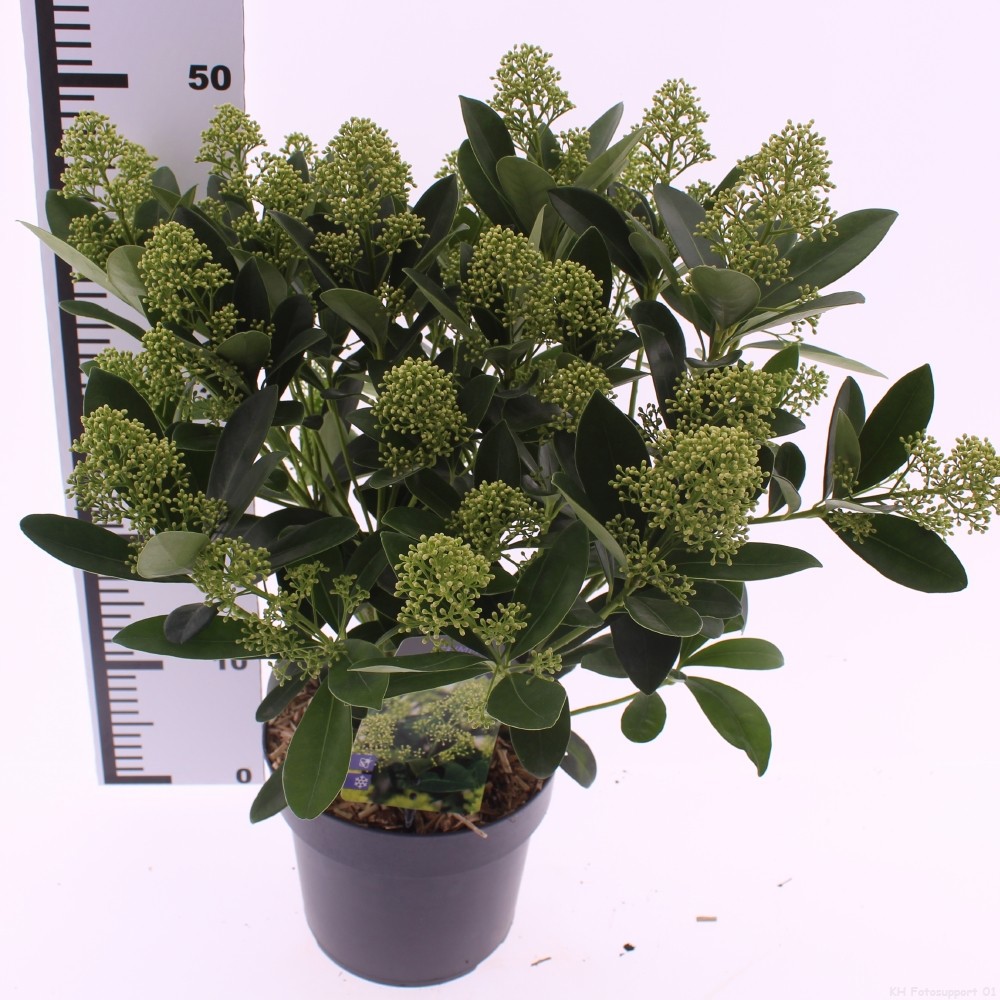 Picture of Skimmia jap. 'Finchy'