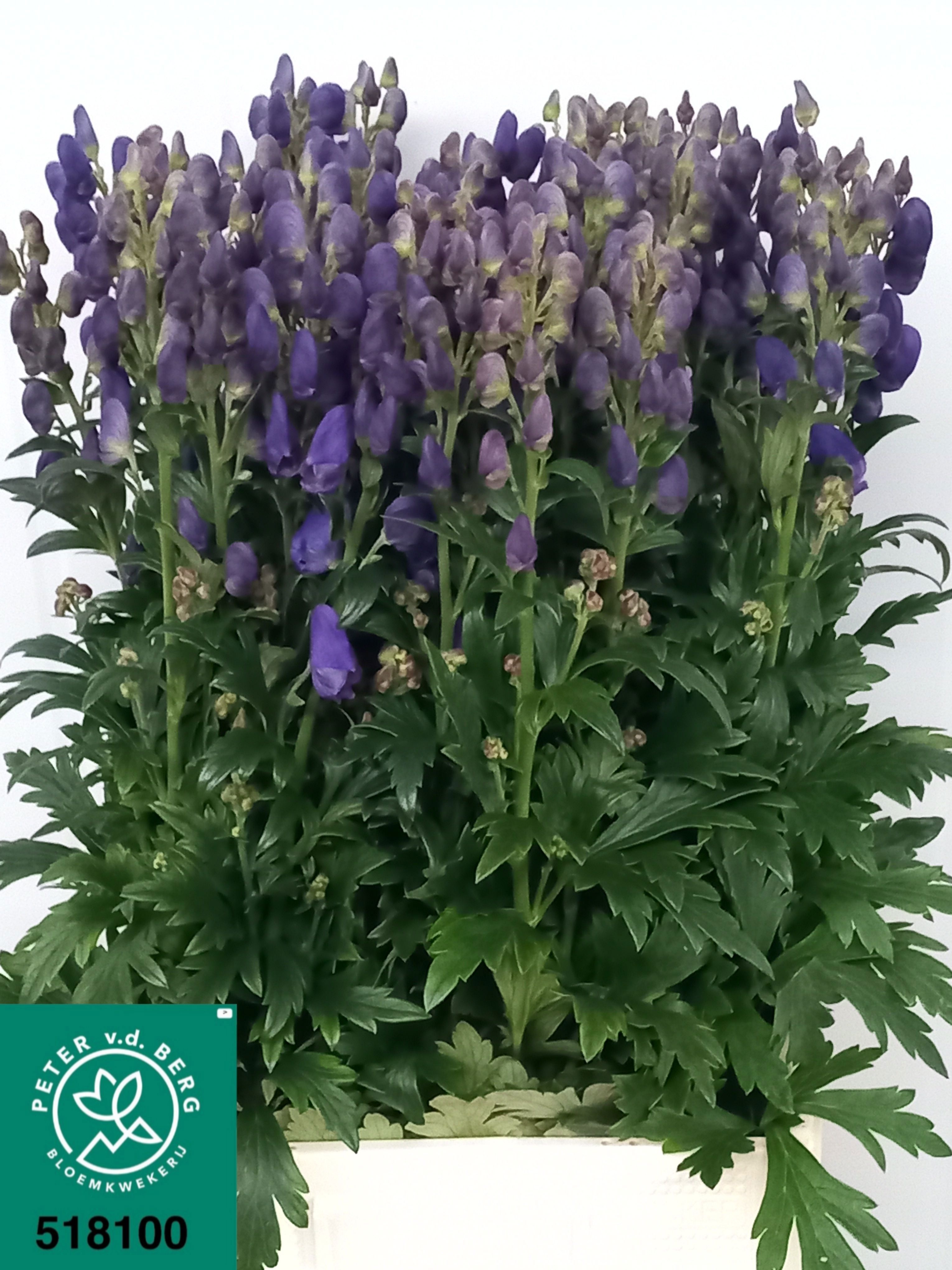 Aconitum Arensi 80cm