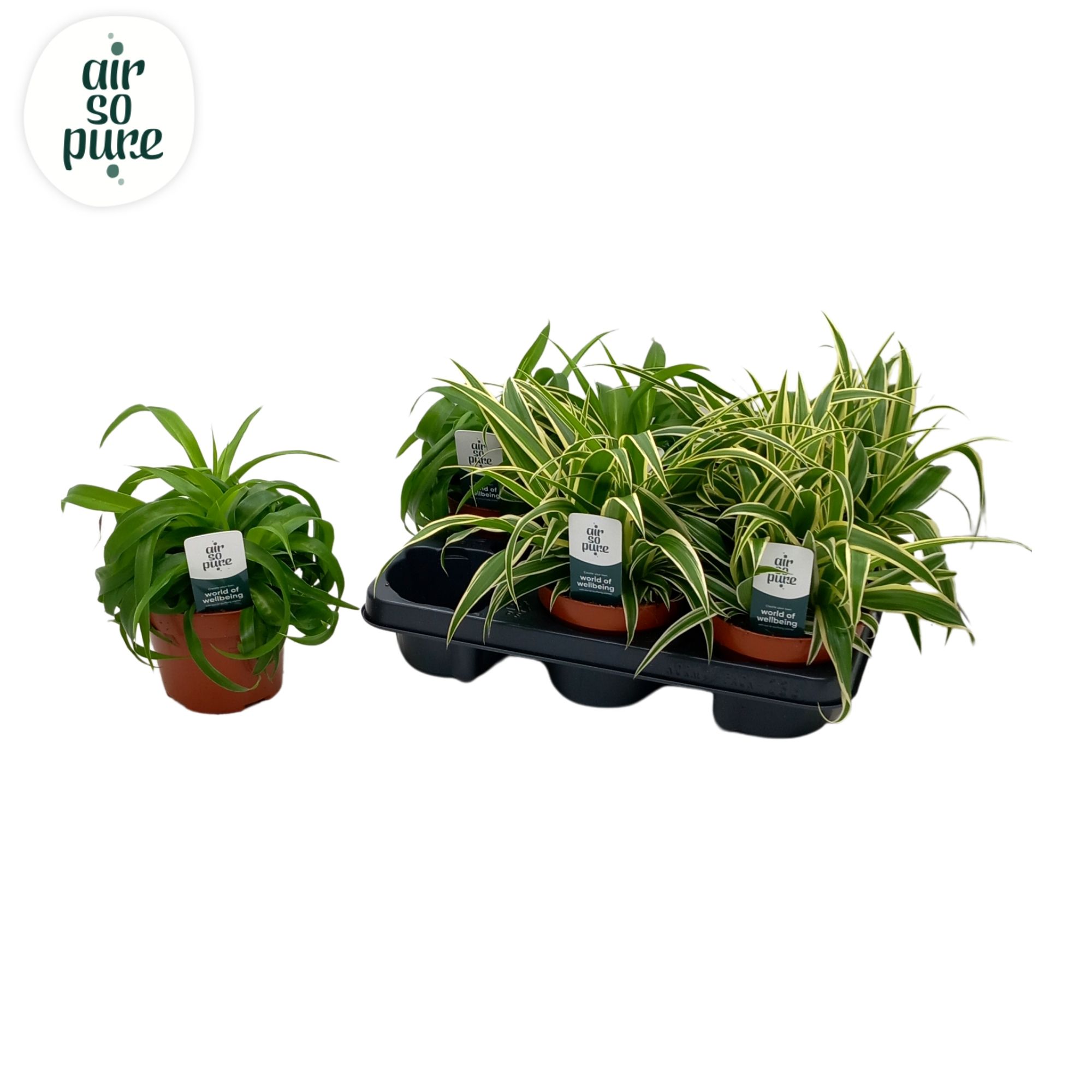 Chlorophytum Com gemengd Air So Pure®