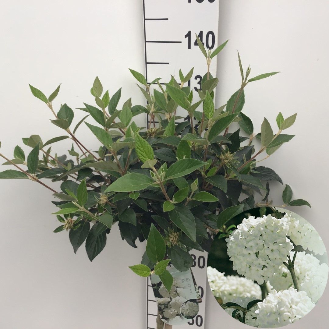 Picture of Viburnum Éskimo P26 (7.5 Ltr) 90/STD (LOOSE)