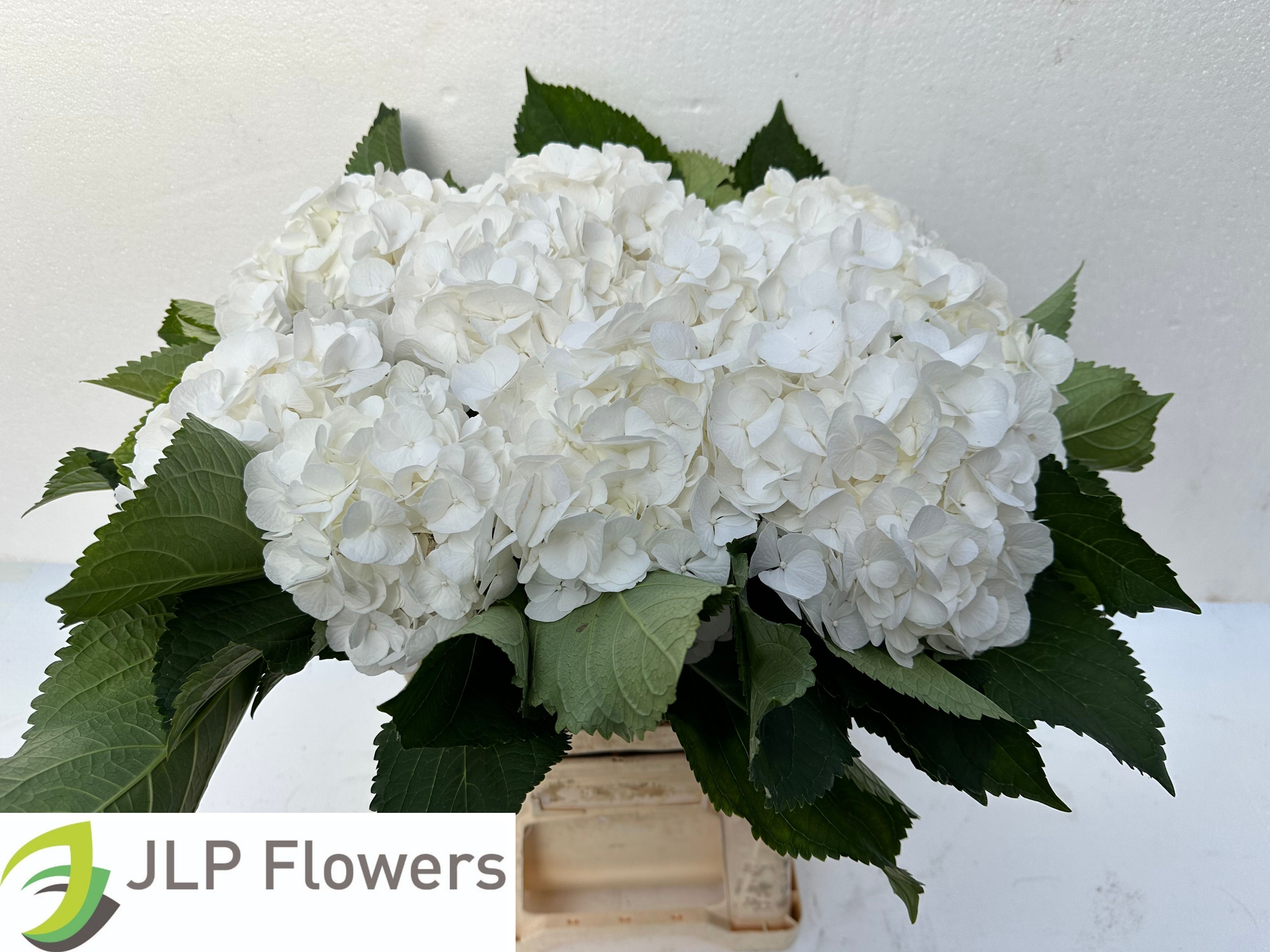 Hydrangea White Verena 60cm 19Ø