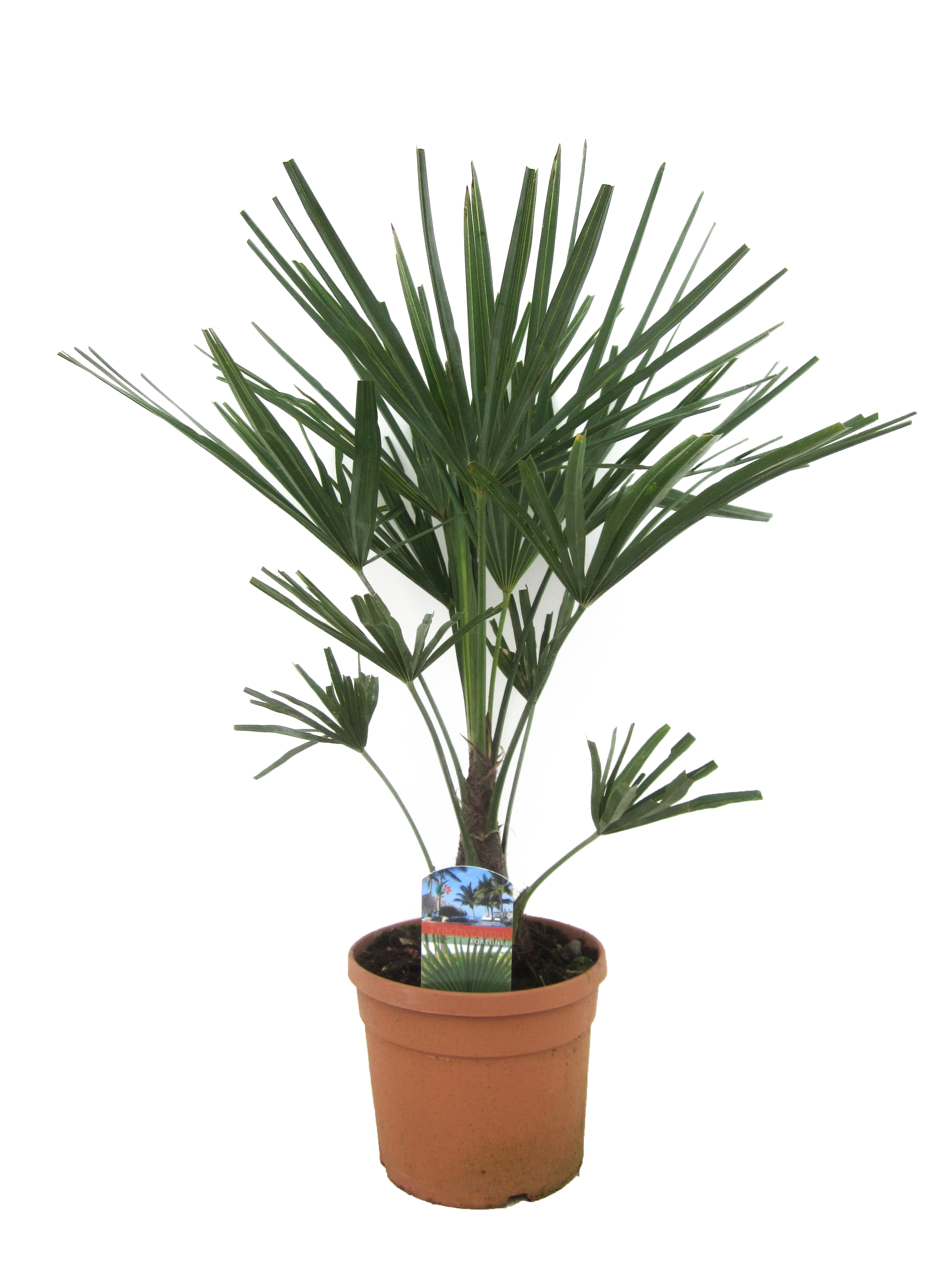 Picture of Trachycarpus fortunei P19 (3 Ltr)