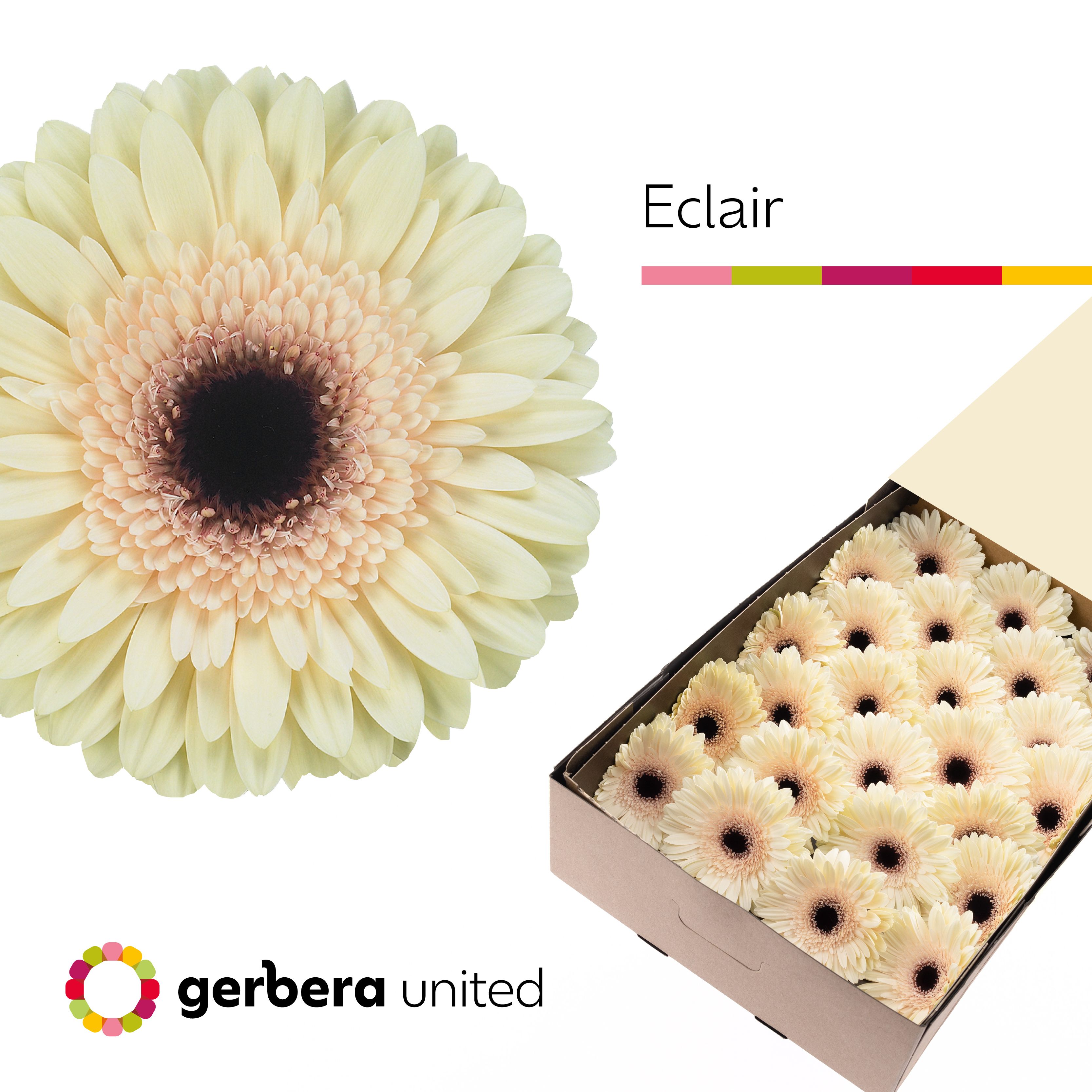 Gerbera Eclair