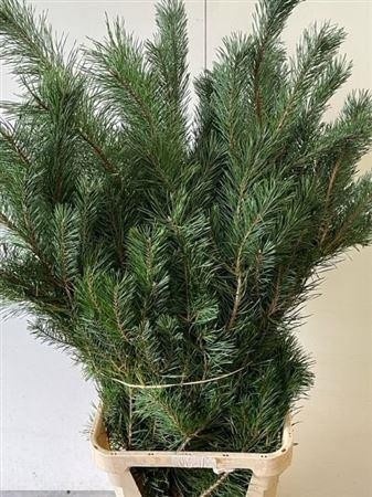 Pinus Alaska 100cm