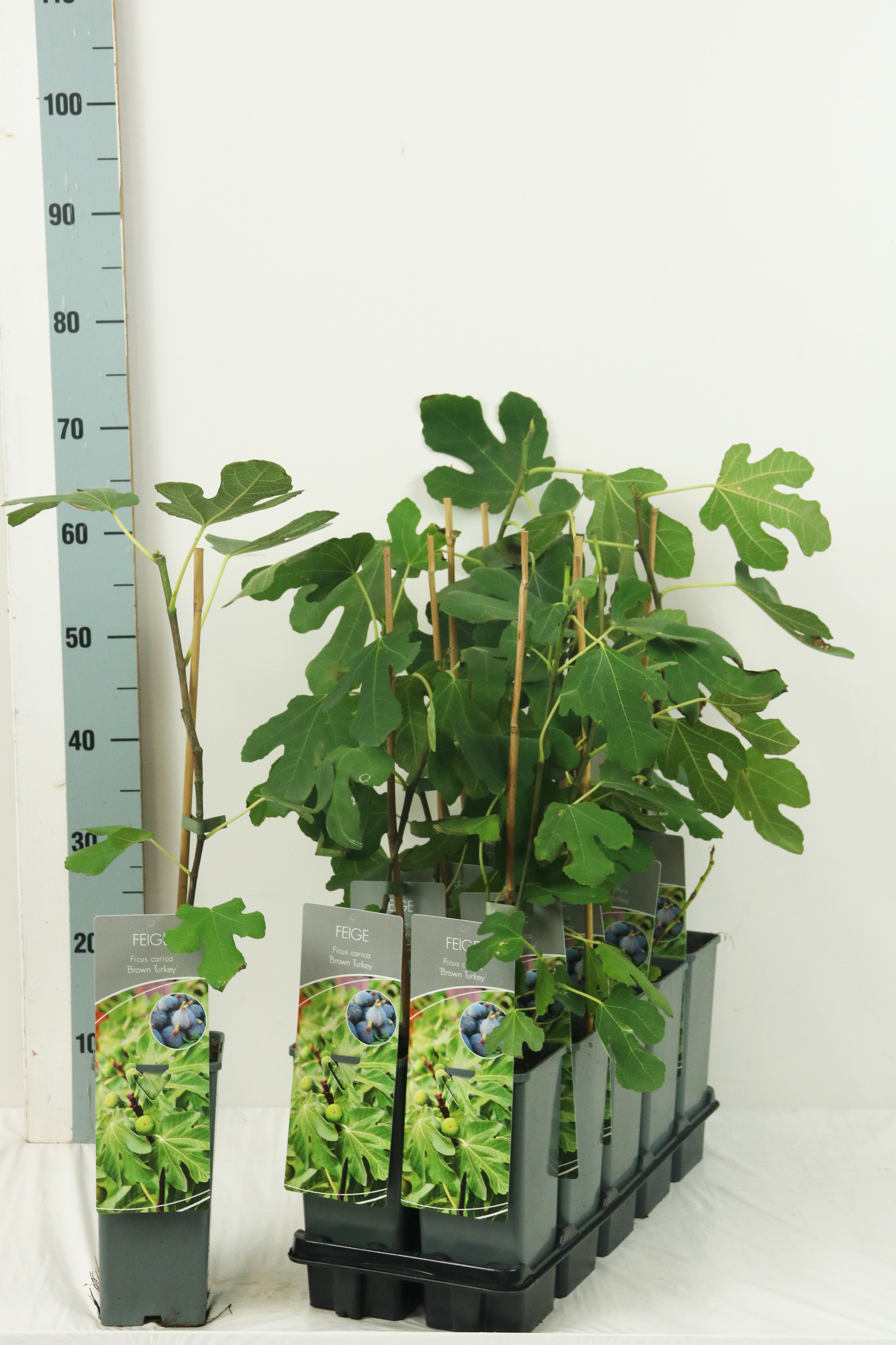 Ficus carica 'Brown Turkey'