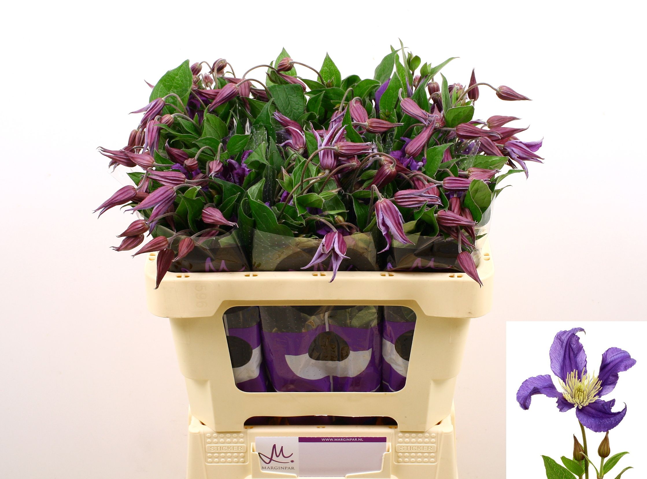 Clematis Blue Pirouette 50cm