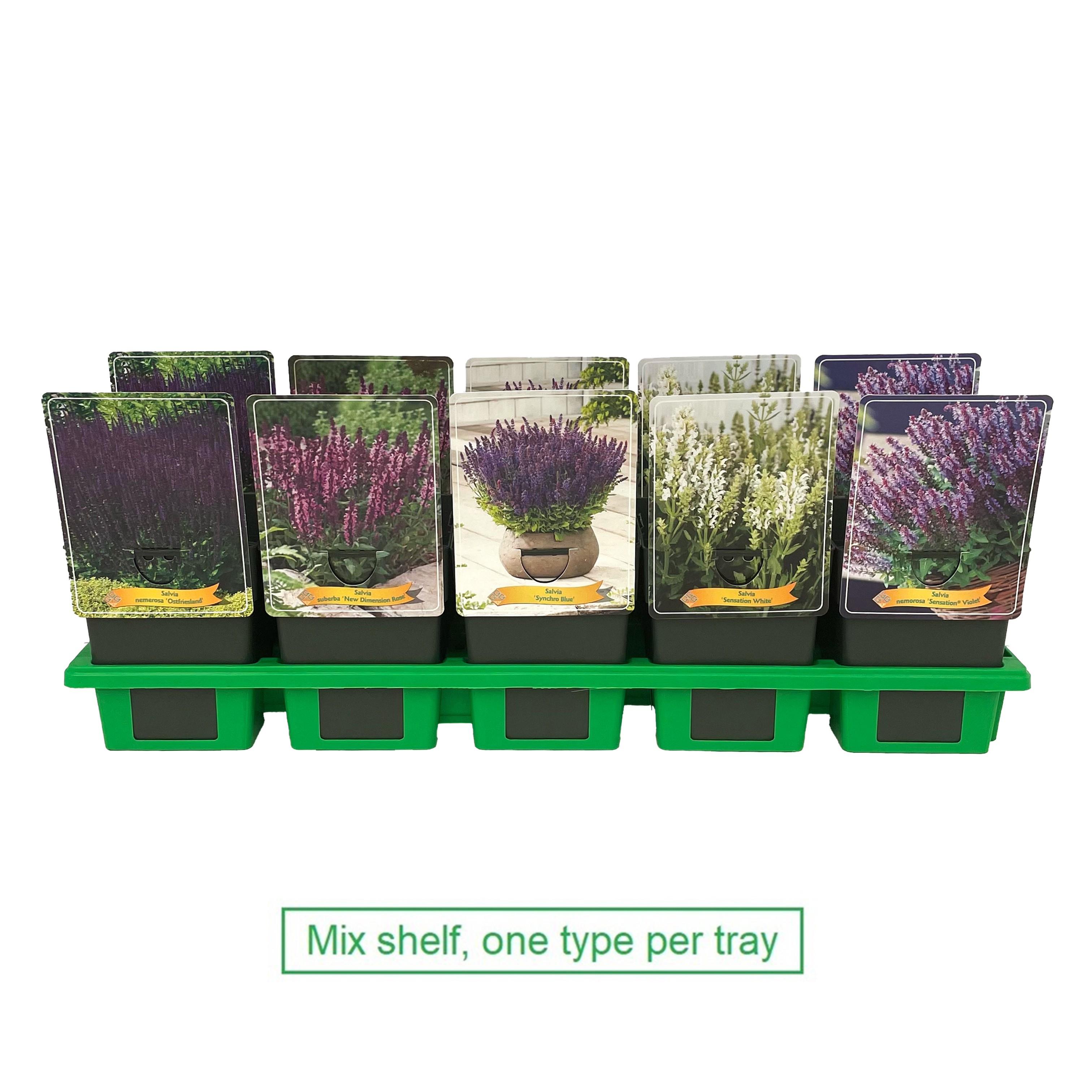 Picture of Salvia mix 6x10 srt. per shelve P11
