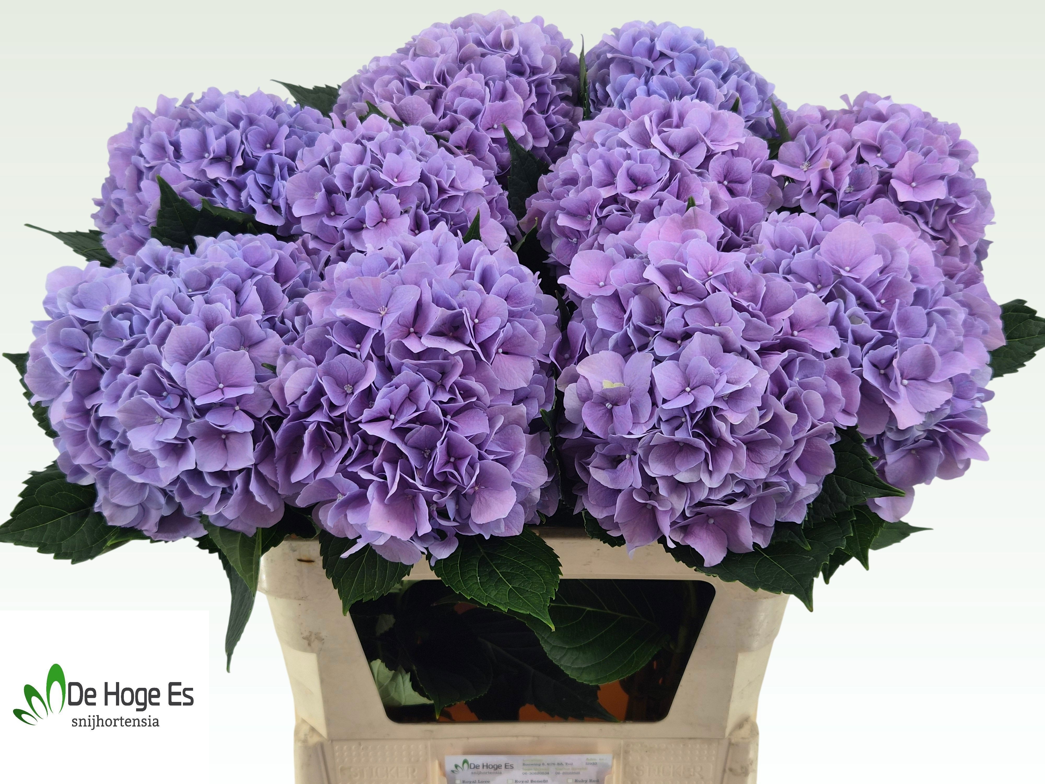 Hydrangea Royal Benefit 80cm 23Ø