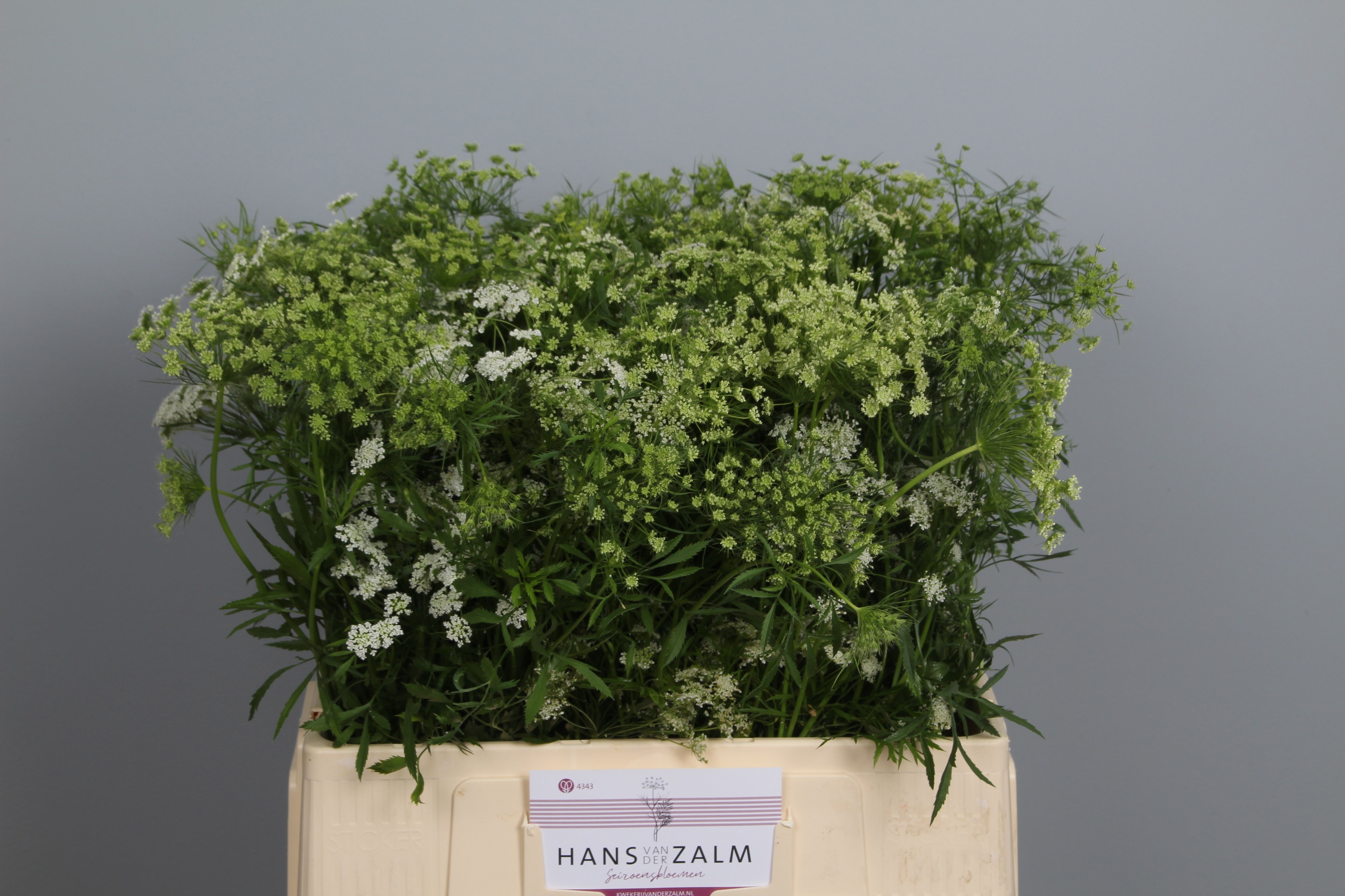 Ammi Majus Visnaga 65cm