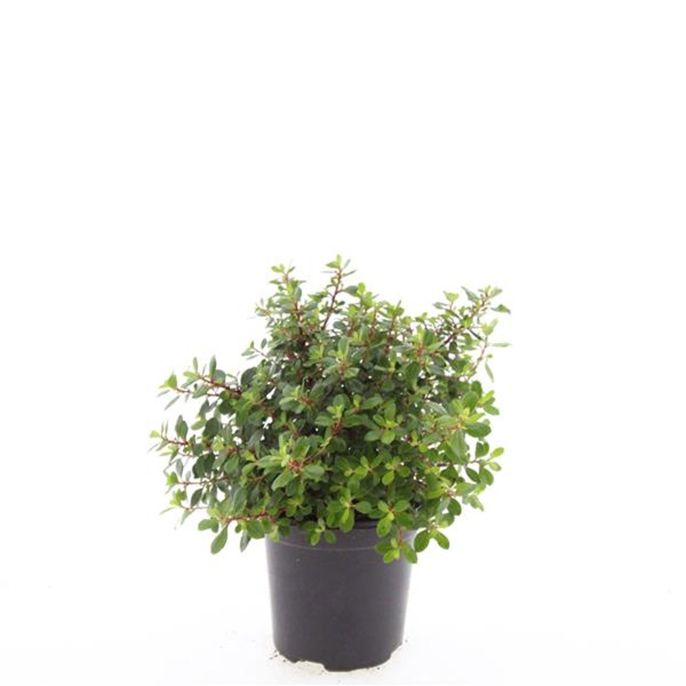 Escallonia 'Red Dream'