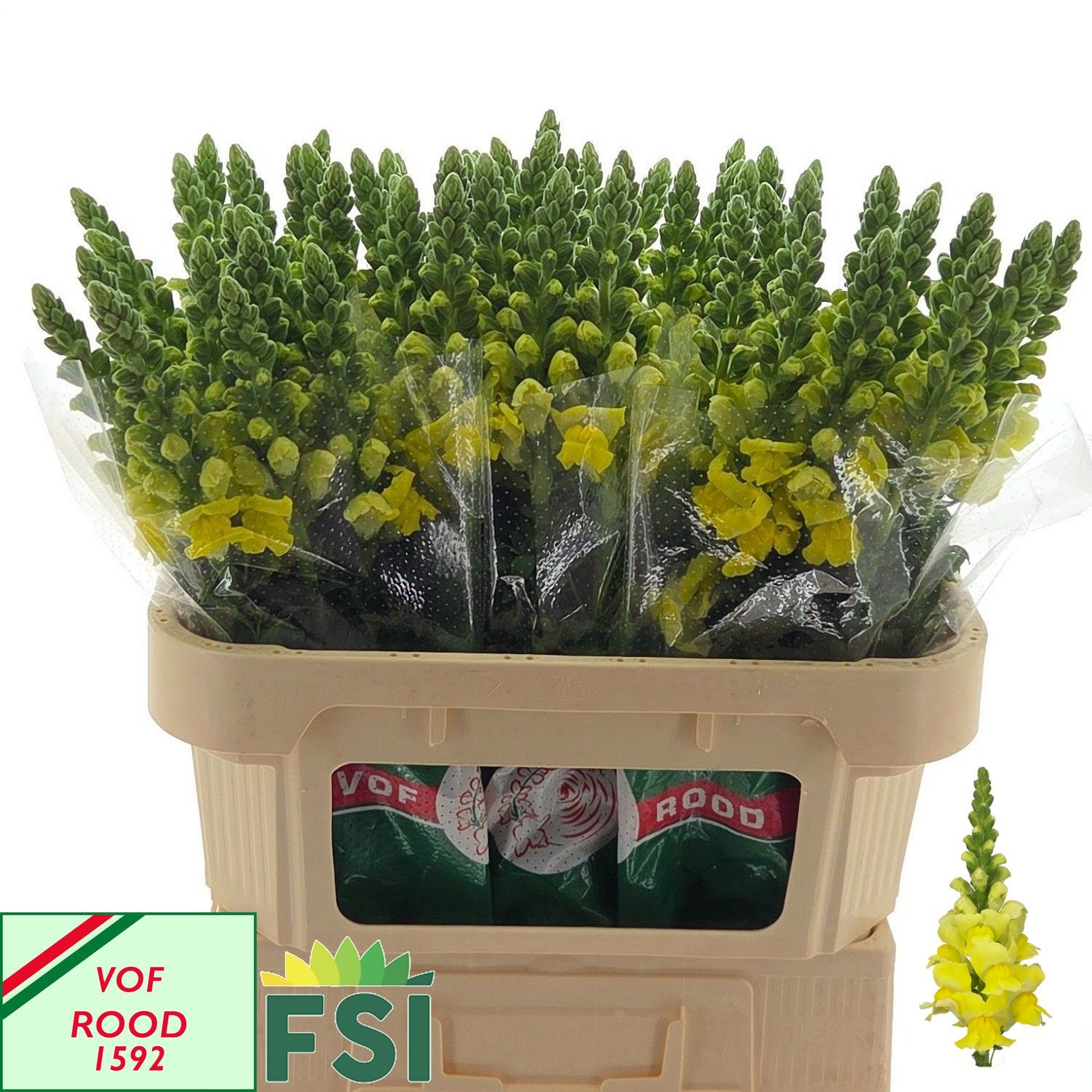 Antirrhinum Cann Yellow 70cm
