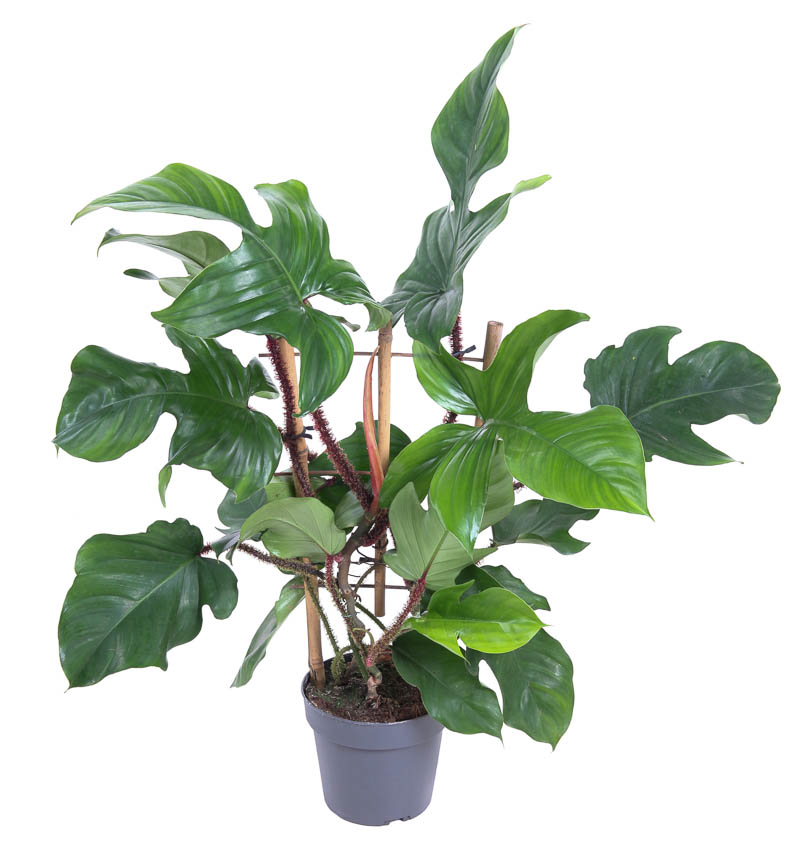 Picture of Philodendron Red Wonder(Squamiferum) P19 60CM