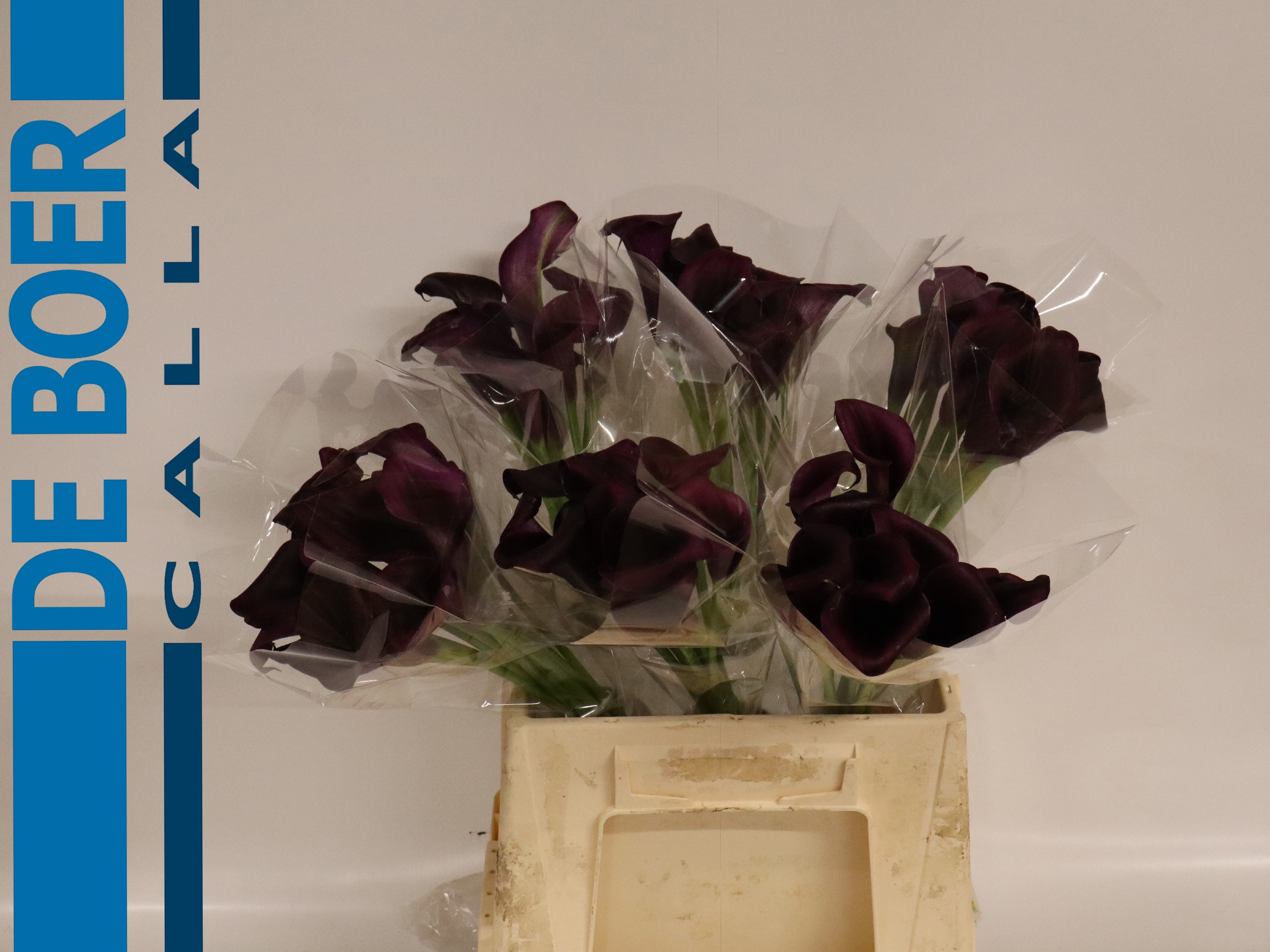 Calla Odessa 40cm