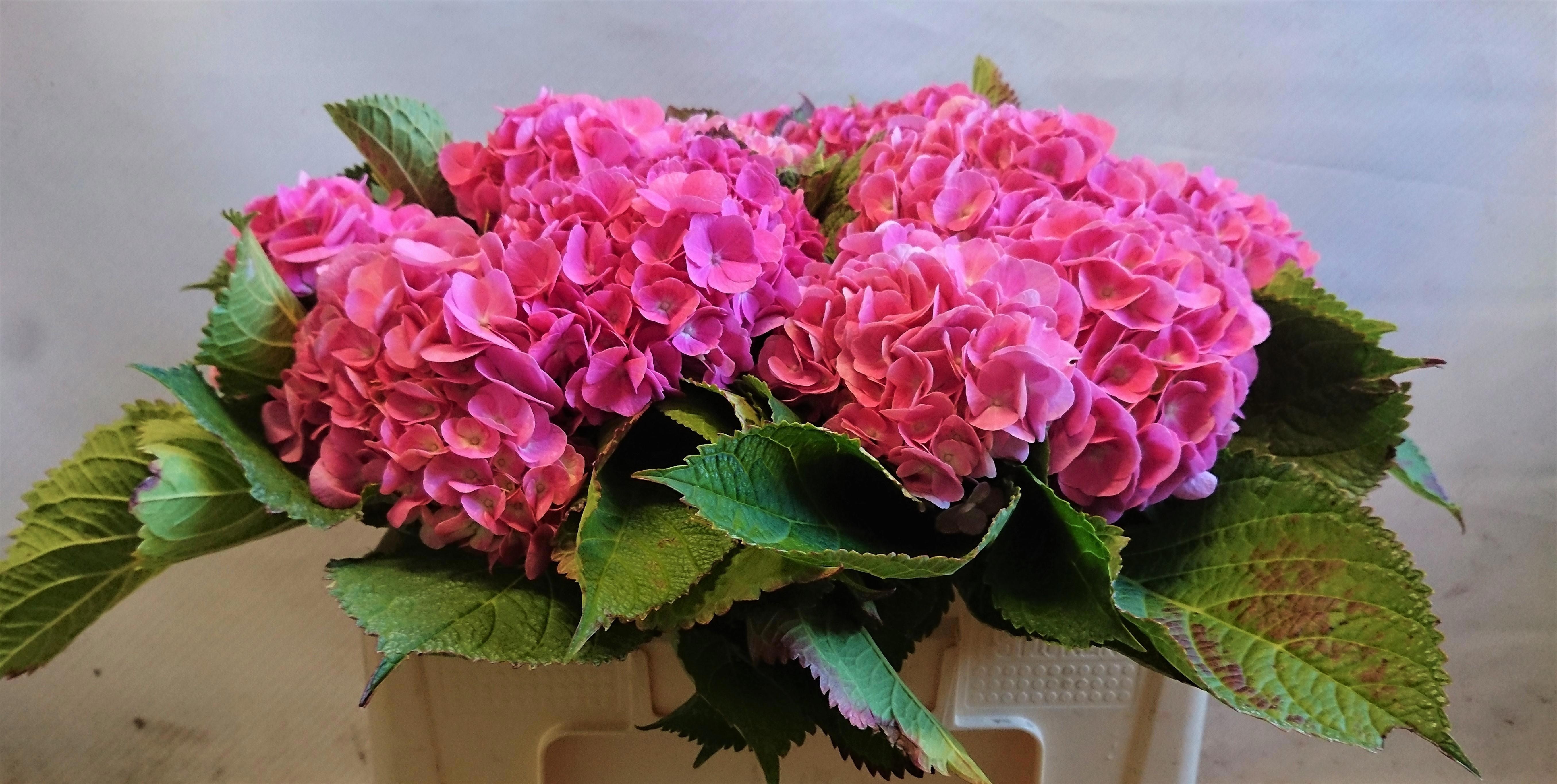 Hydrangea Bodensee Pink 45cm 12Ø