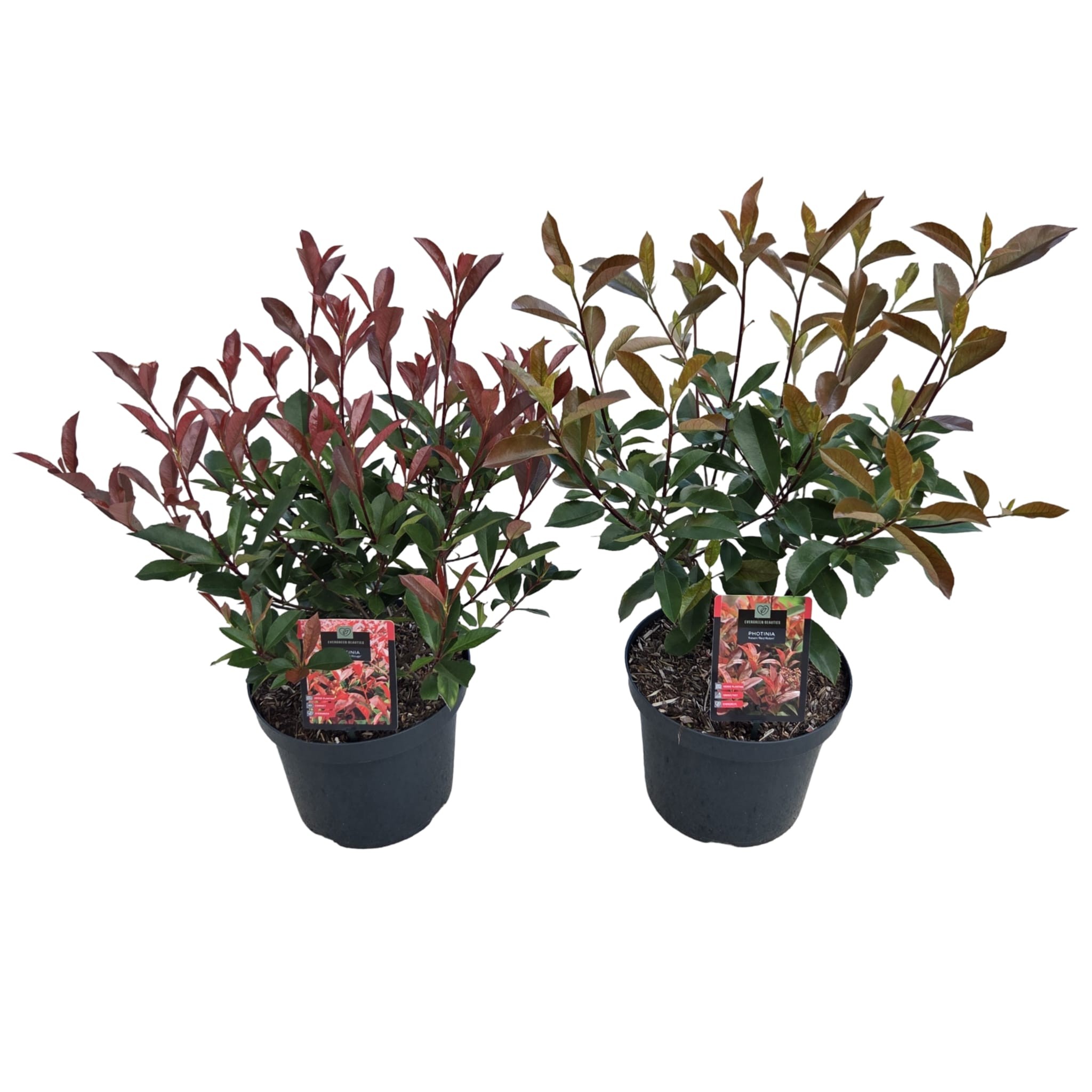 Photinia fras. Mix