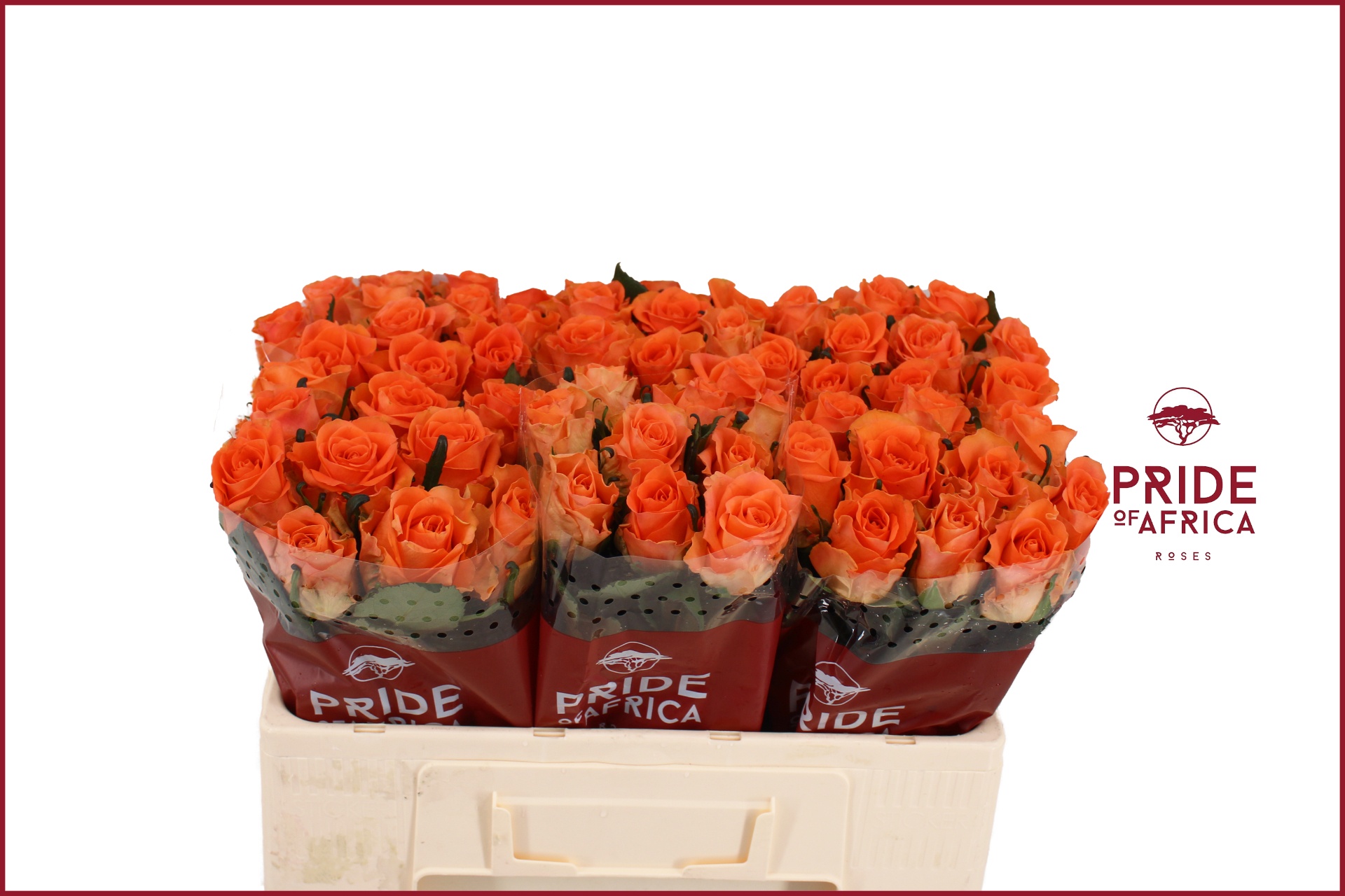 Rosa On Fire 50cm