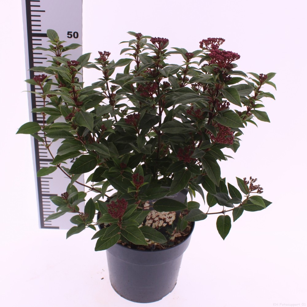 Picture of Viburnum tinus 'Ladybird'
