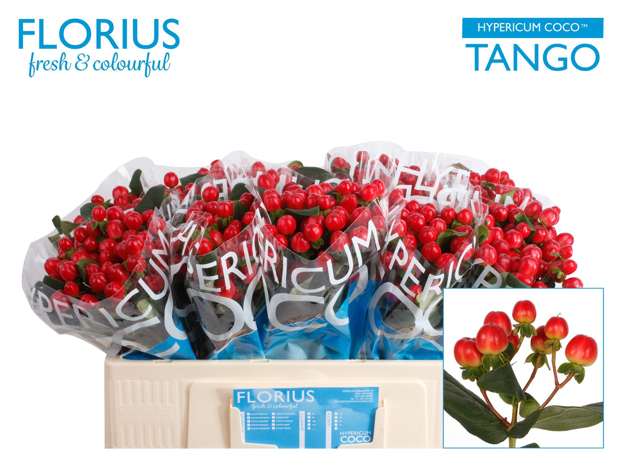 Hypericum Coco Tango Red Sup 50cm
