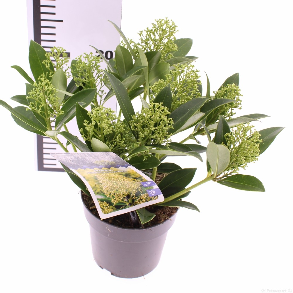 Picture of Skimmia japonica Ballerina P13 25CM