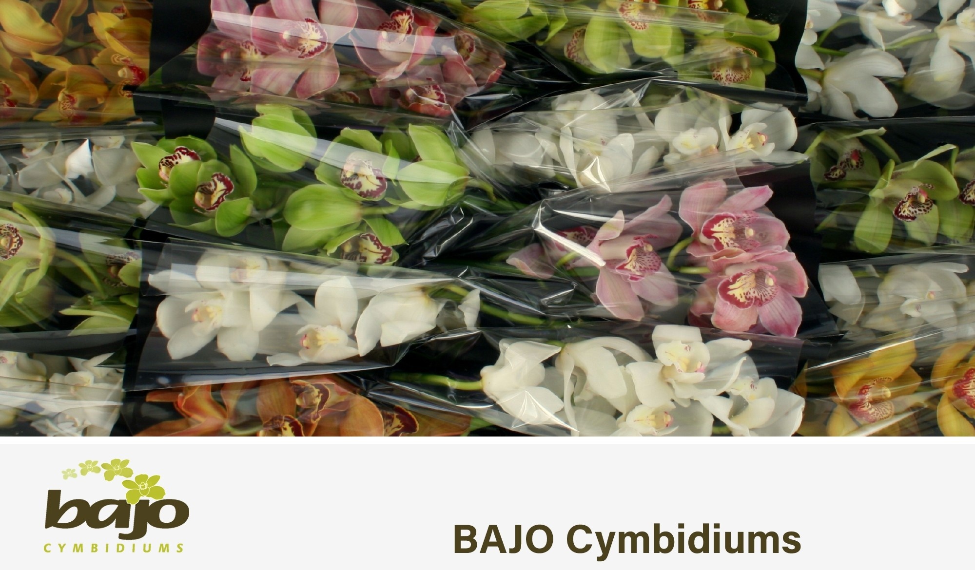 Cymbidium Asst 5bl