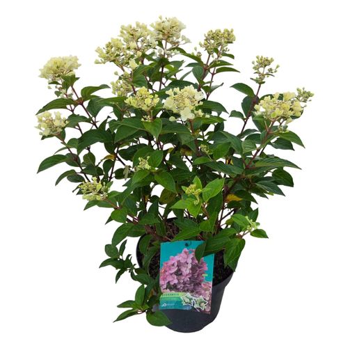 Hydrangea pan. 'Petite Star'® p26 vd. Peijl